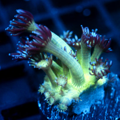 JC Peacock Goni