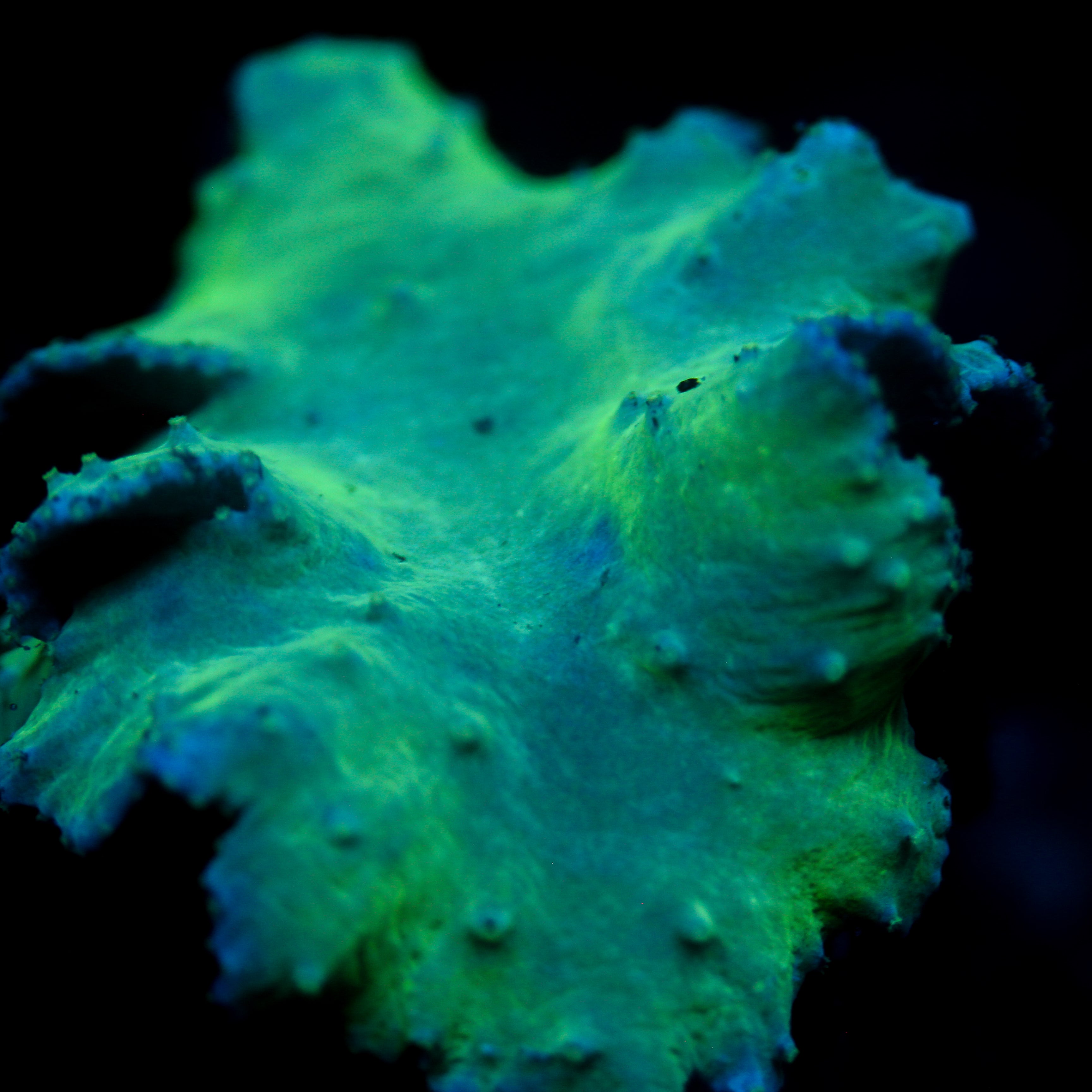 JC Neon Cabbage Coral 3"+