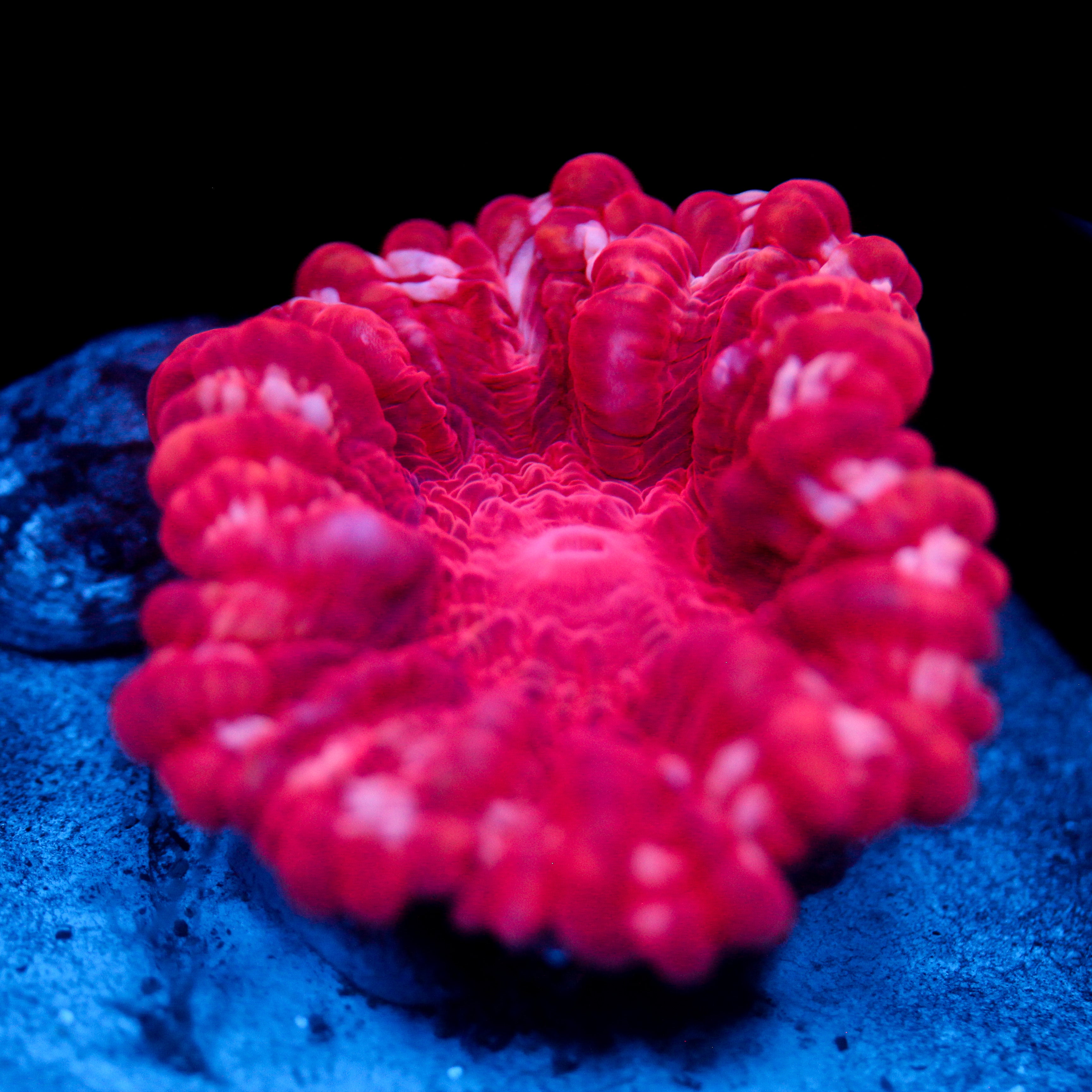 JC Flamingo Cynarina 2.5"+