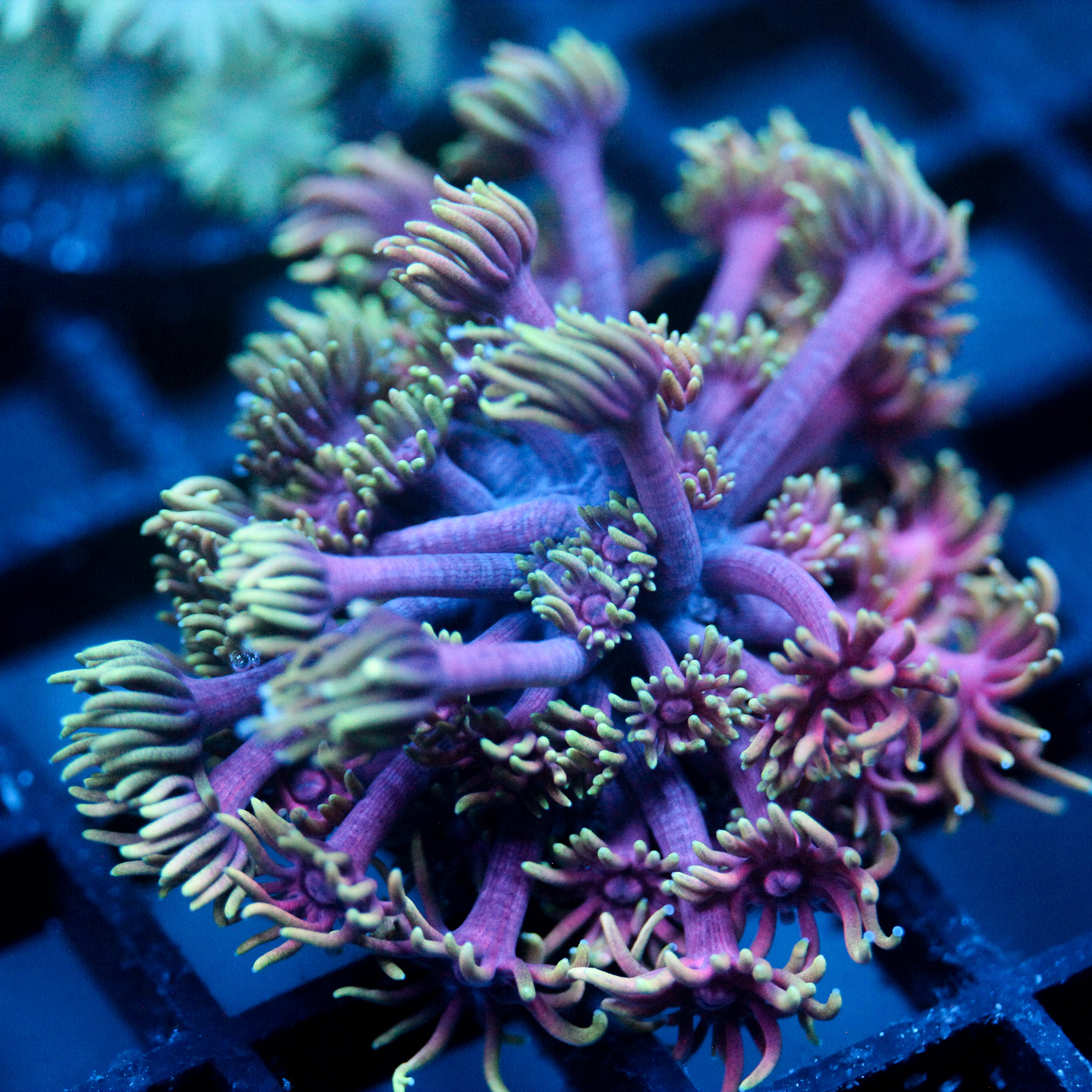 JC Neon Aurora Goni