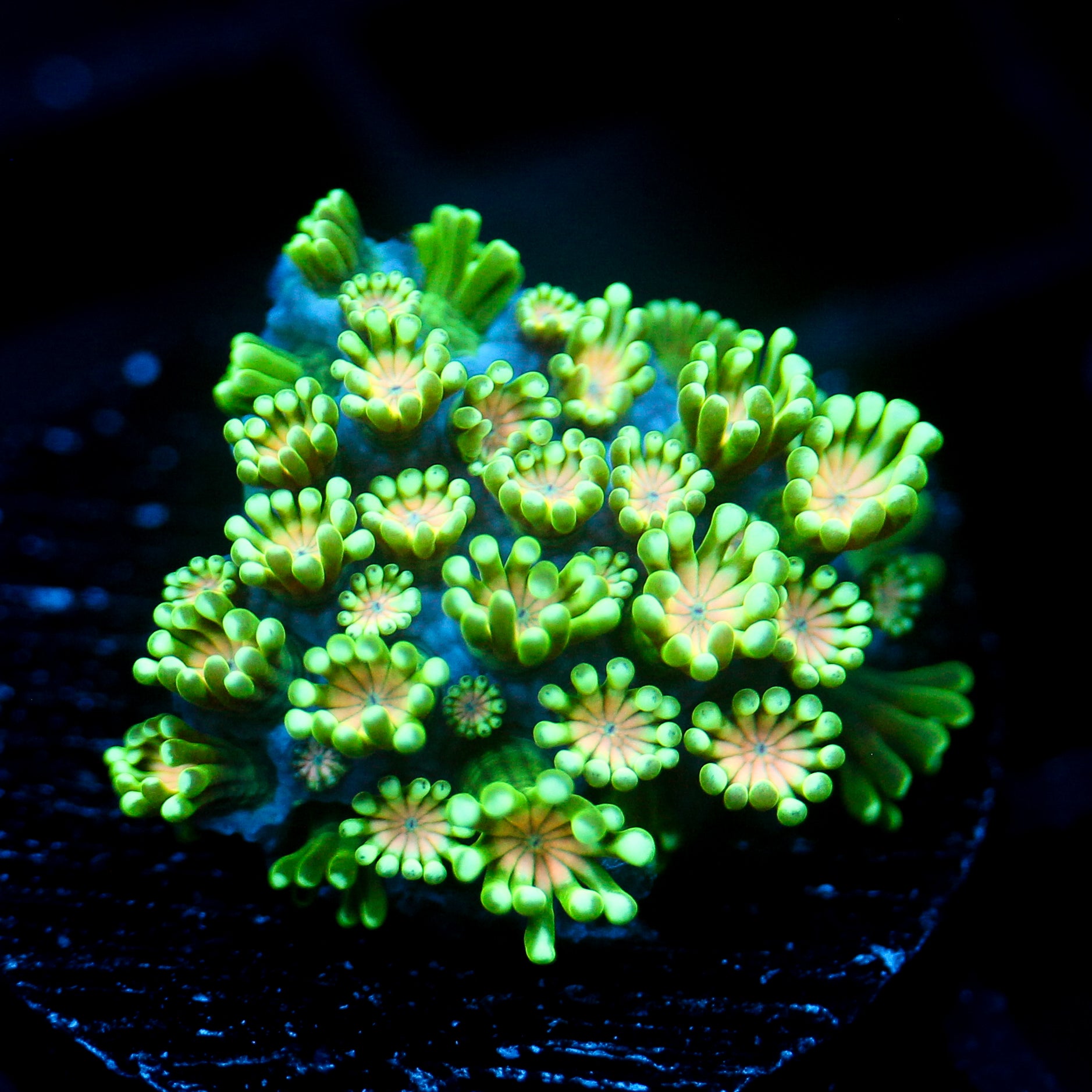 JC Orange Muncher Alveapora