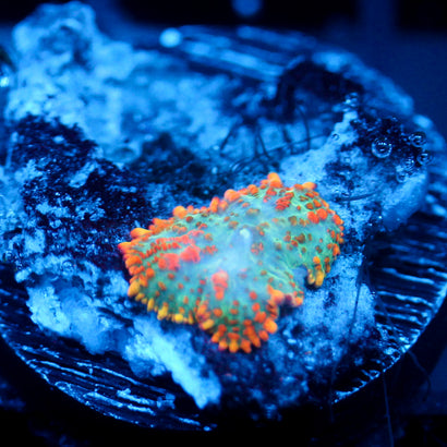 JC Orange Crush Rhodactis
