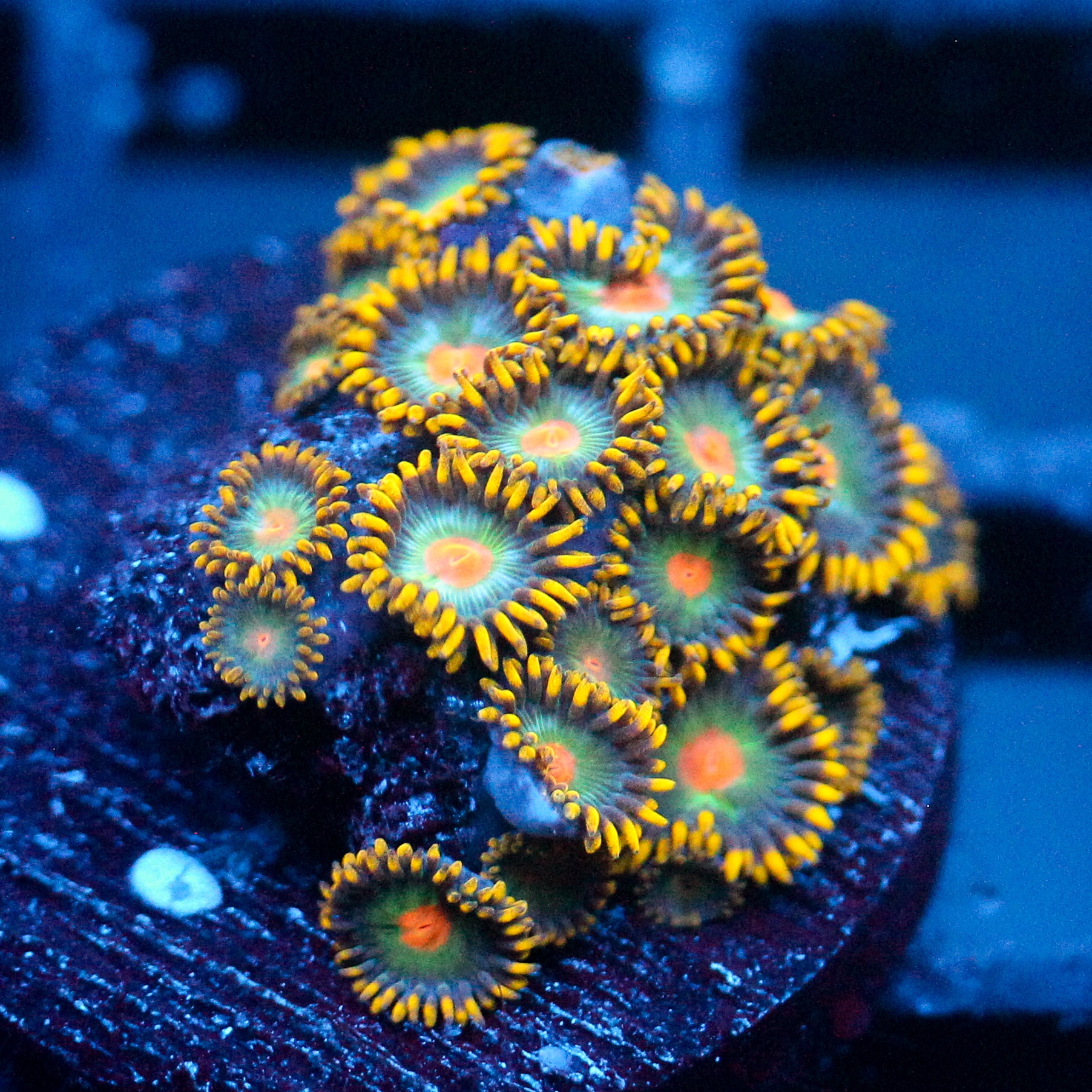 JC Saturn Zoanthid