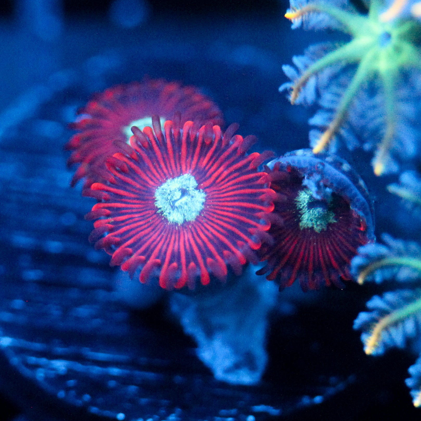 JC Magician's Zoanthid