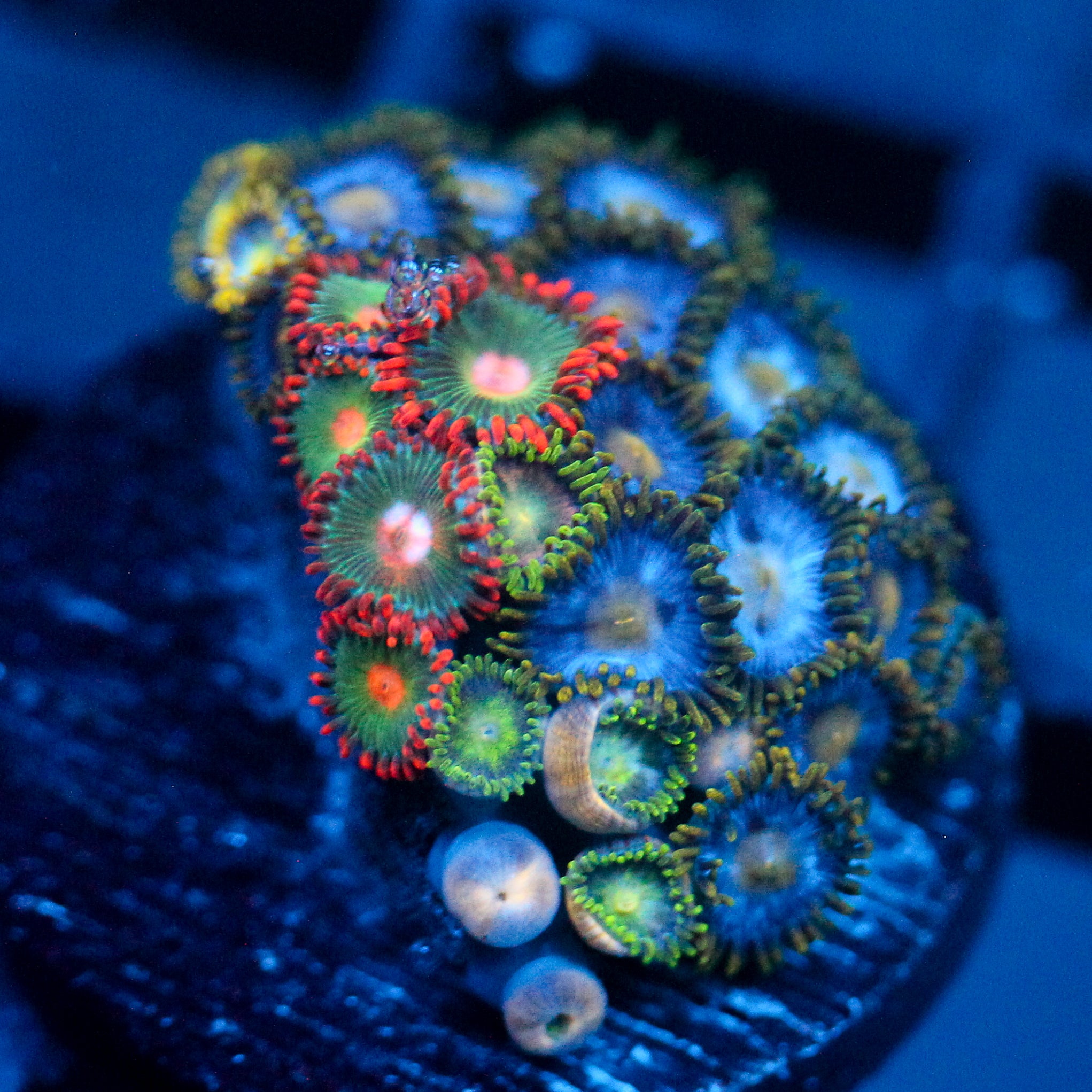 JC Zoa Garden Seed
