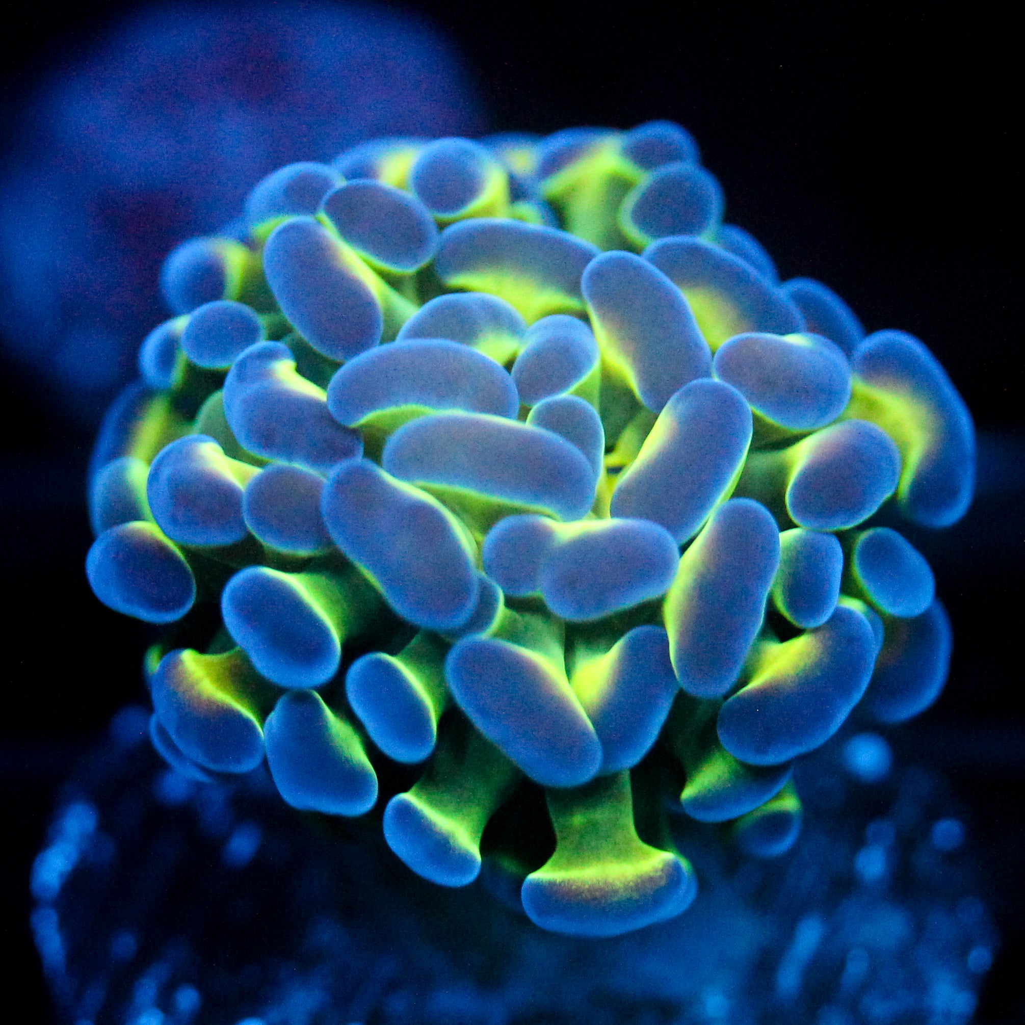 JC Hologram Hammer