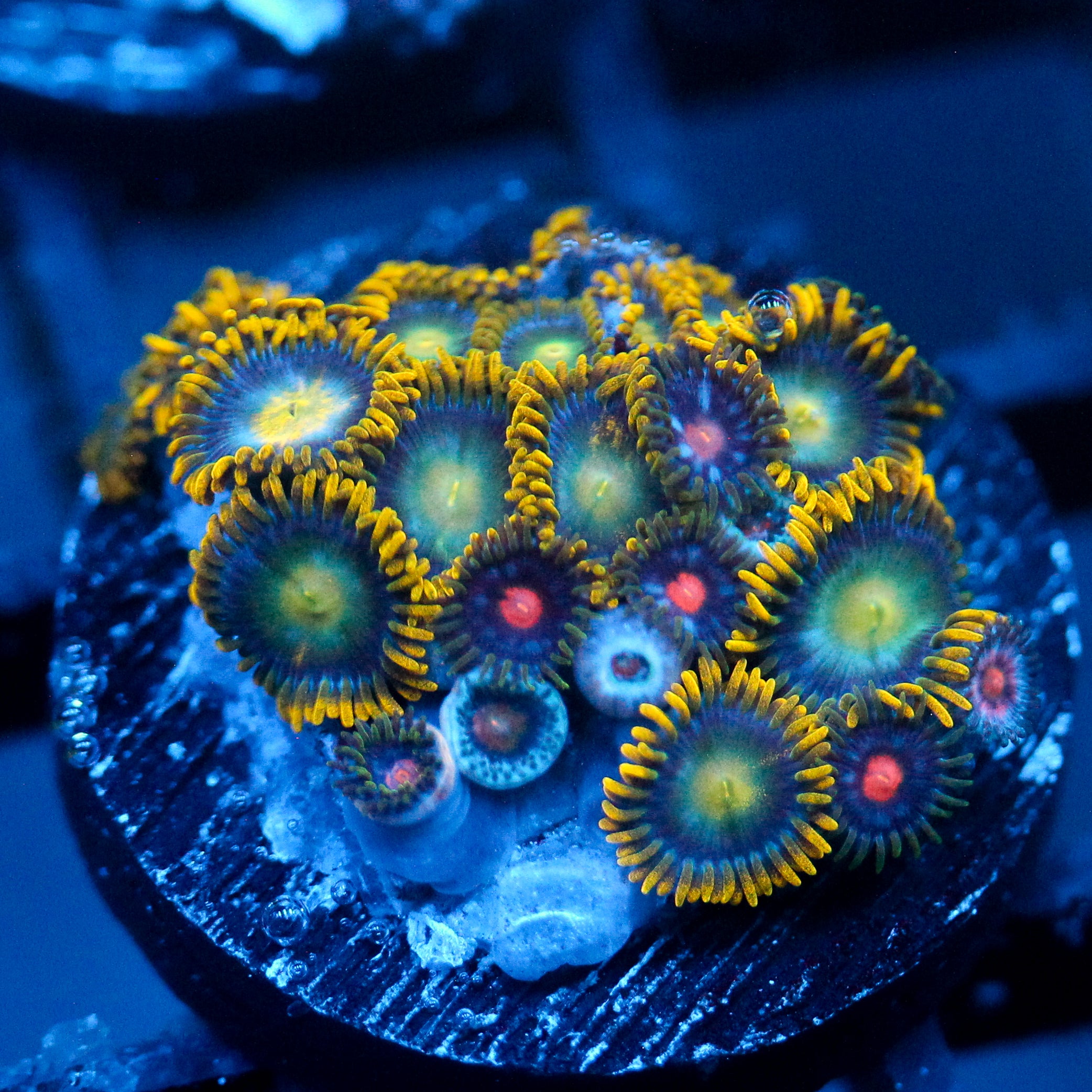 JC Saturn Zoanthid mix