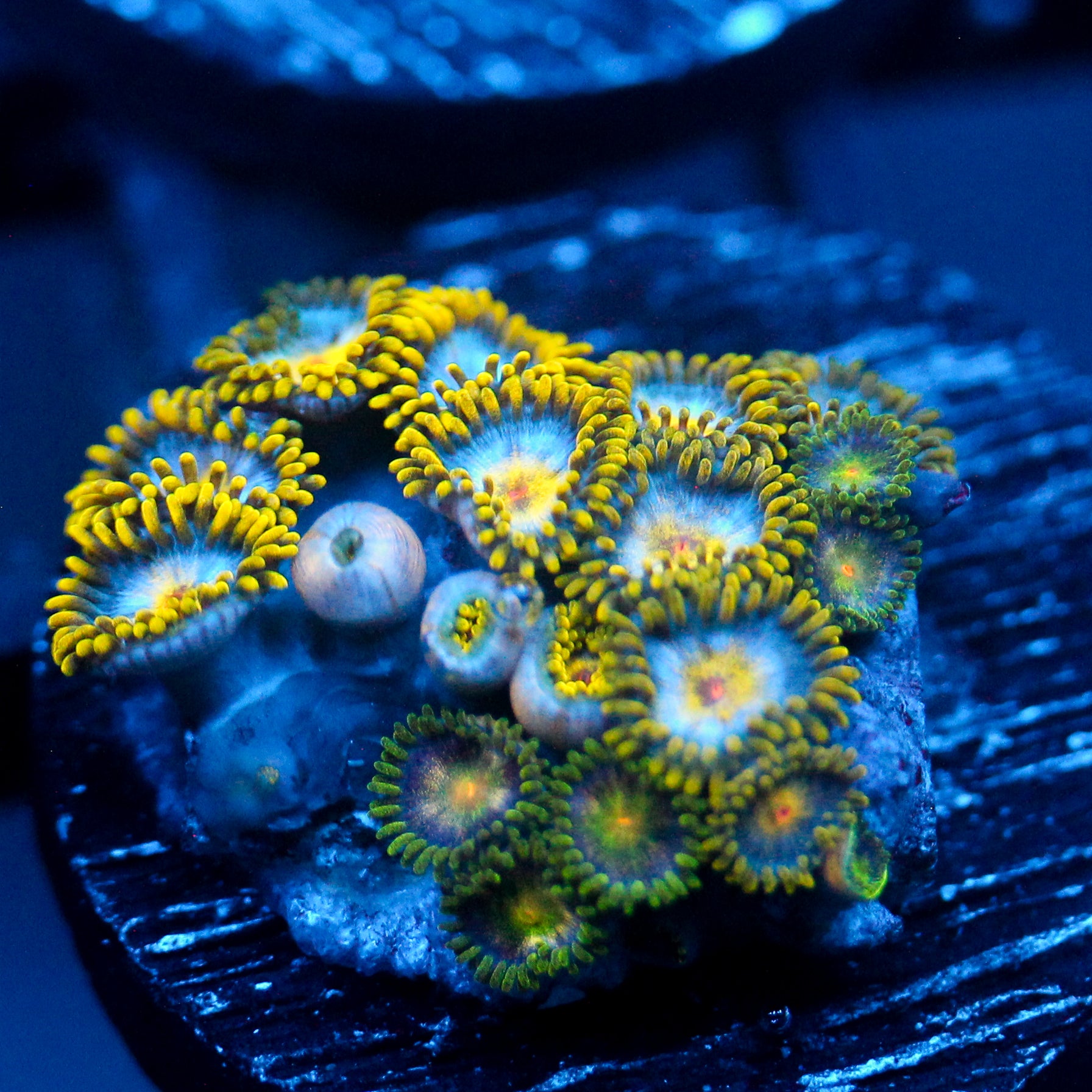 JC Blue Beast Zoanthid