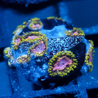 JC Purple Monster Zoanthid