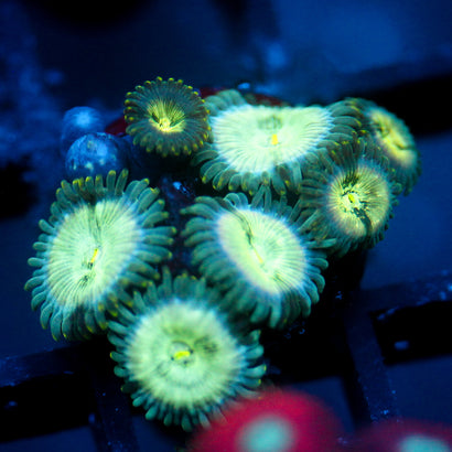 JC Hawaiian Ding Dang Zoanthid