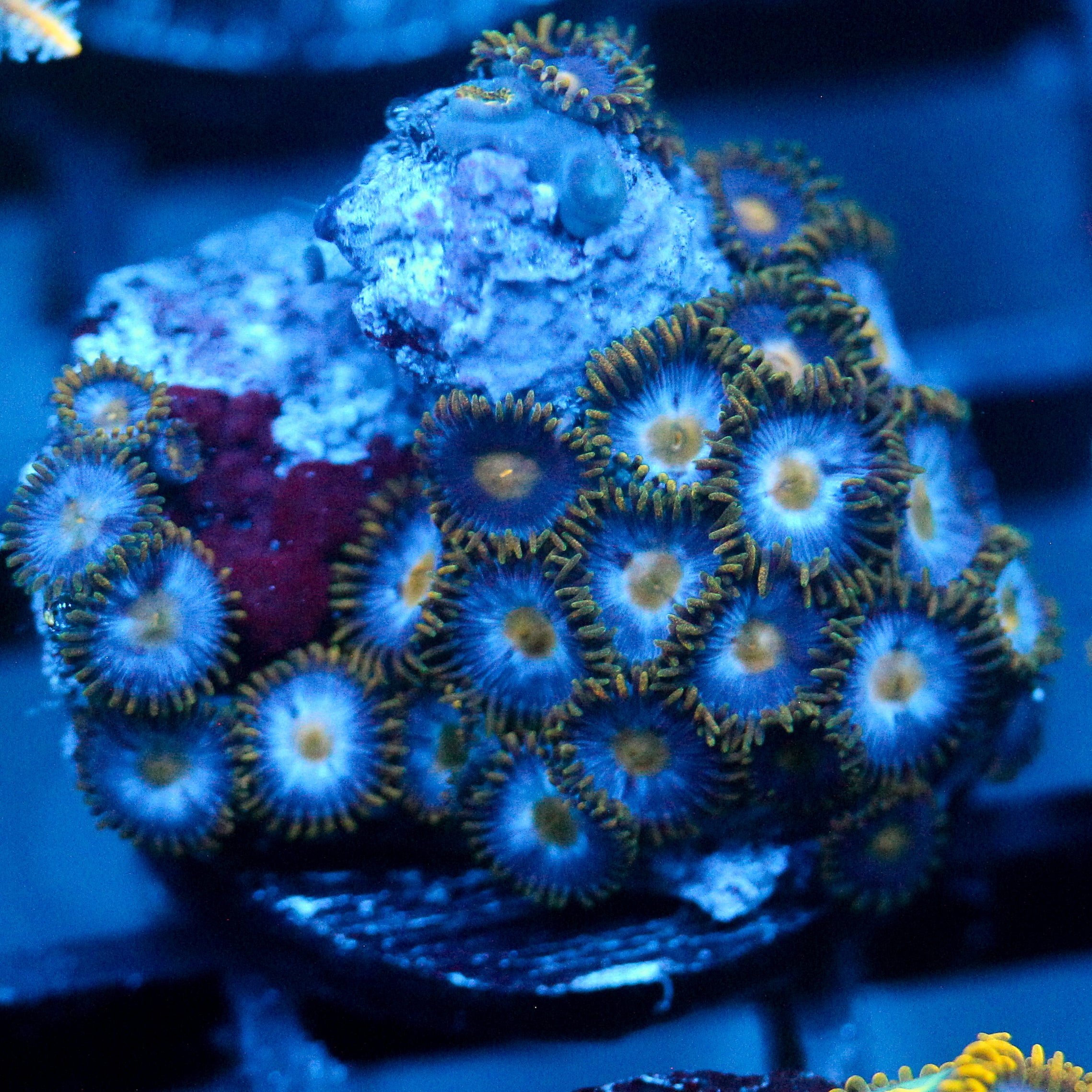 JC Blue Beast Zoanthid