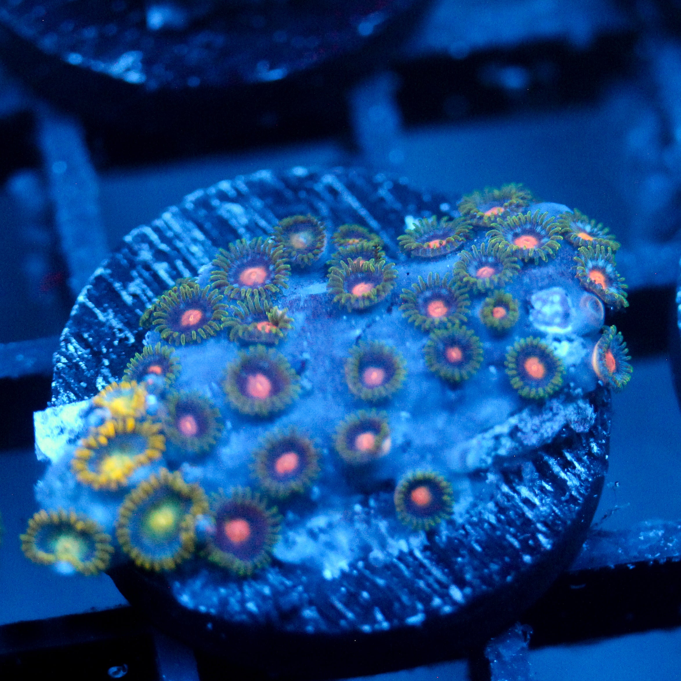 JC Gold Burn Zoanthid