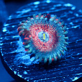 JC White Zombies Zoanthid