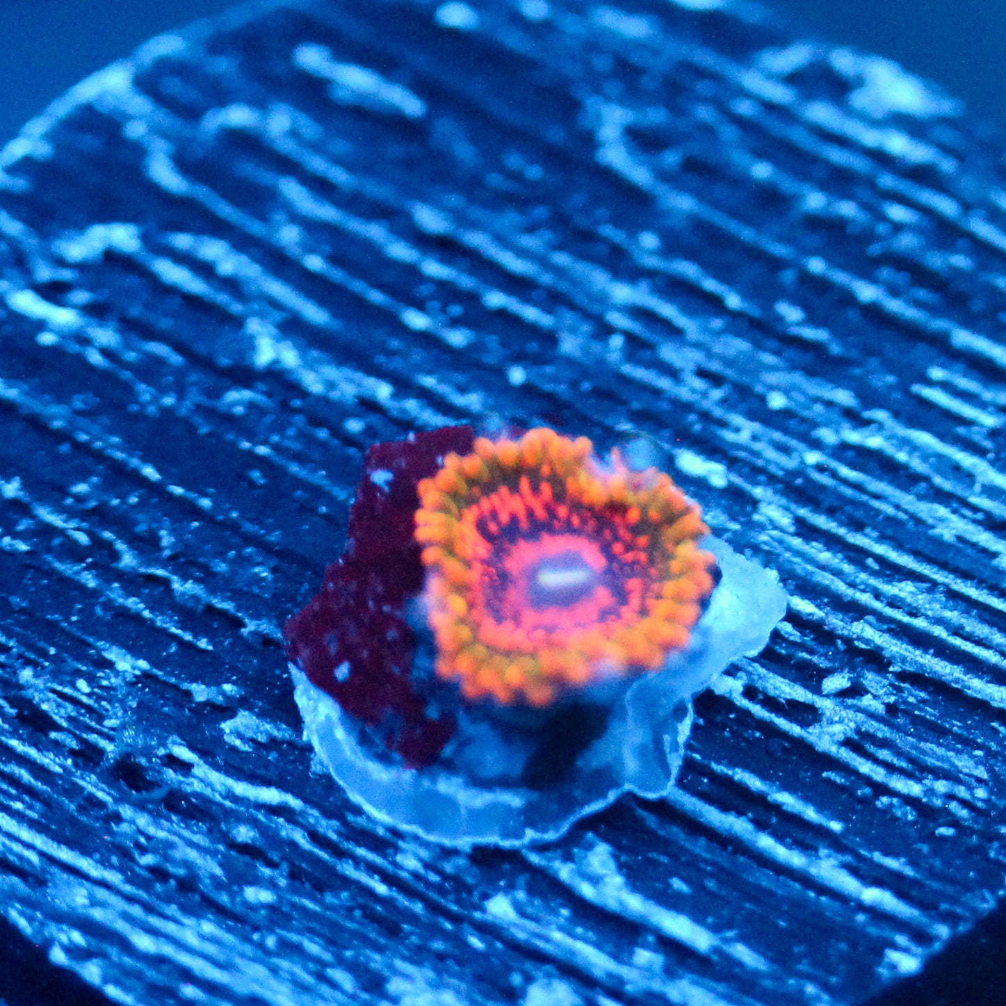 JC GMK 1 Polyp