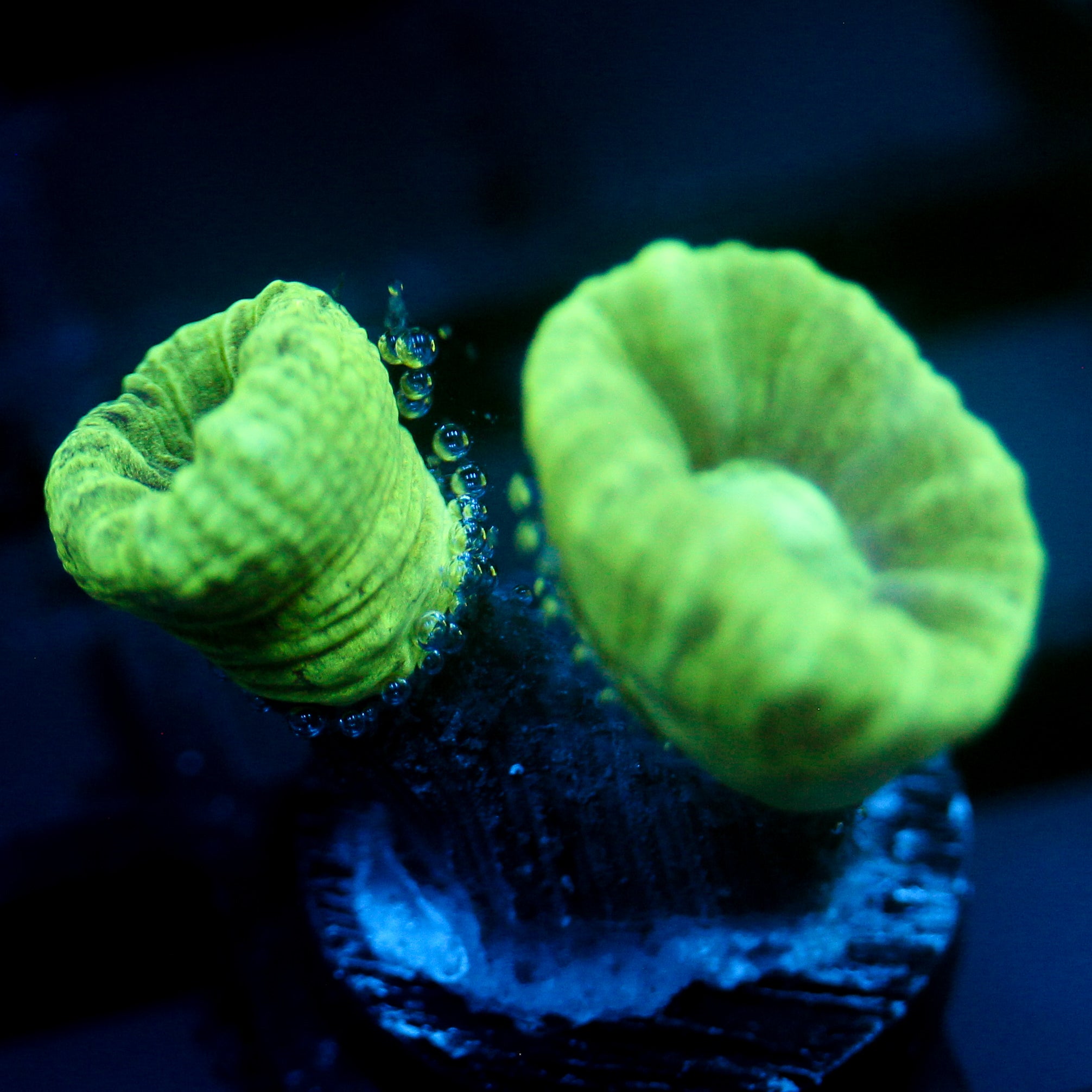 JC Neon Trumpet Coral