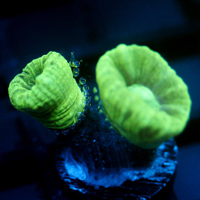 JC Neon Trumpet Coral