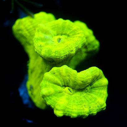 JC Neon Green Trumpet Coral