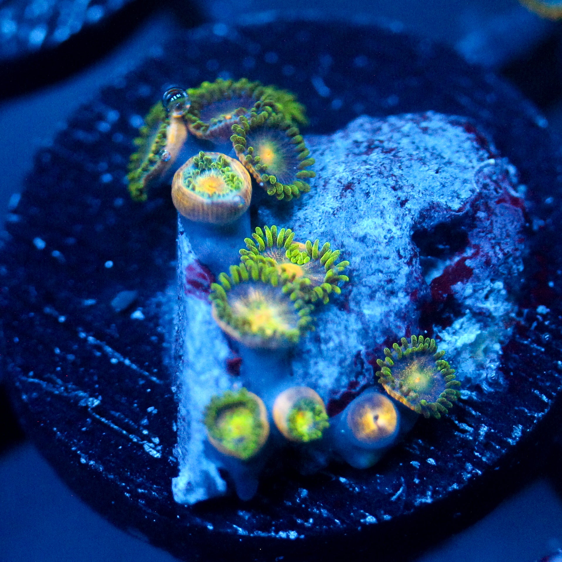 JC Crawler Zoanthid
