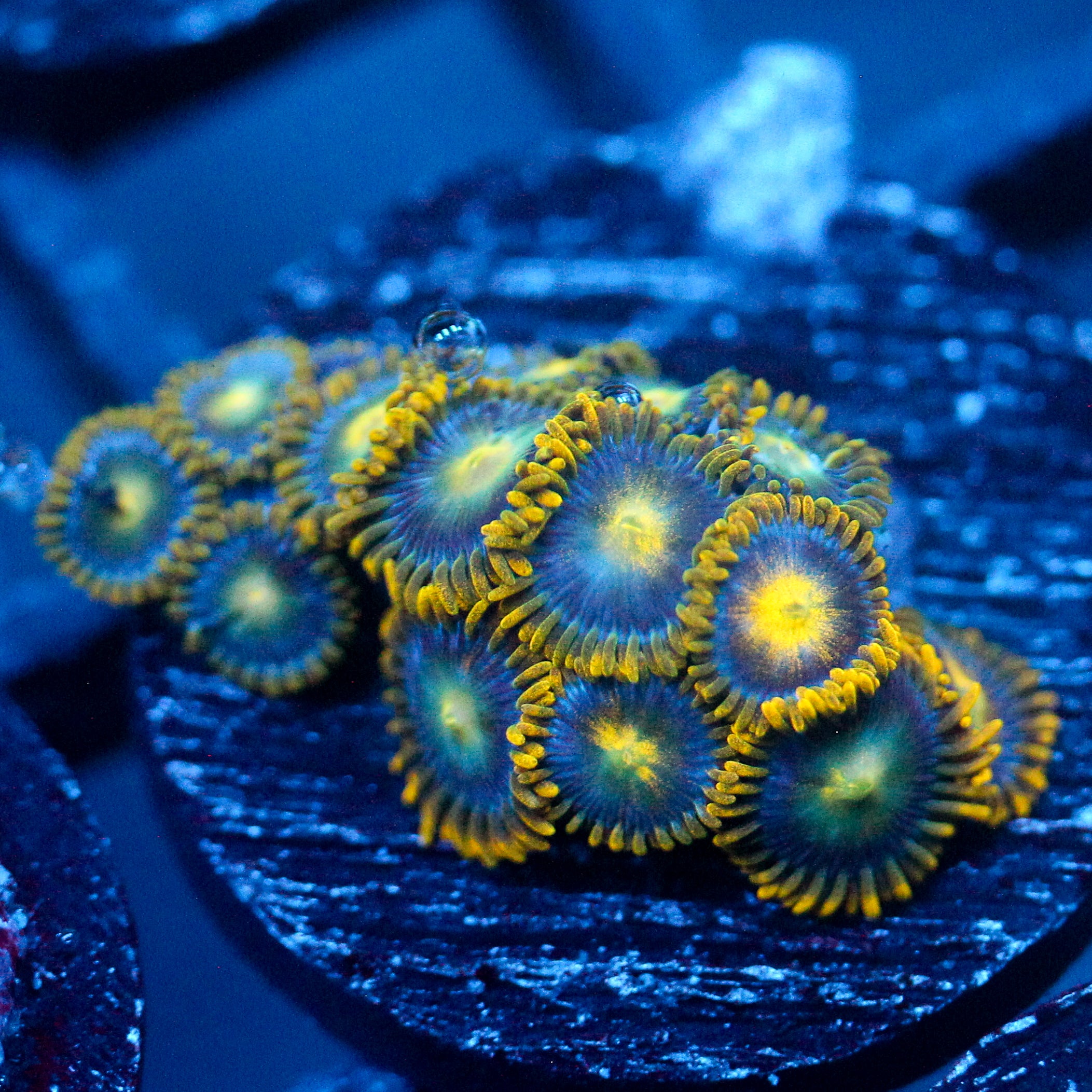 JC Vavavoom Zoanthid