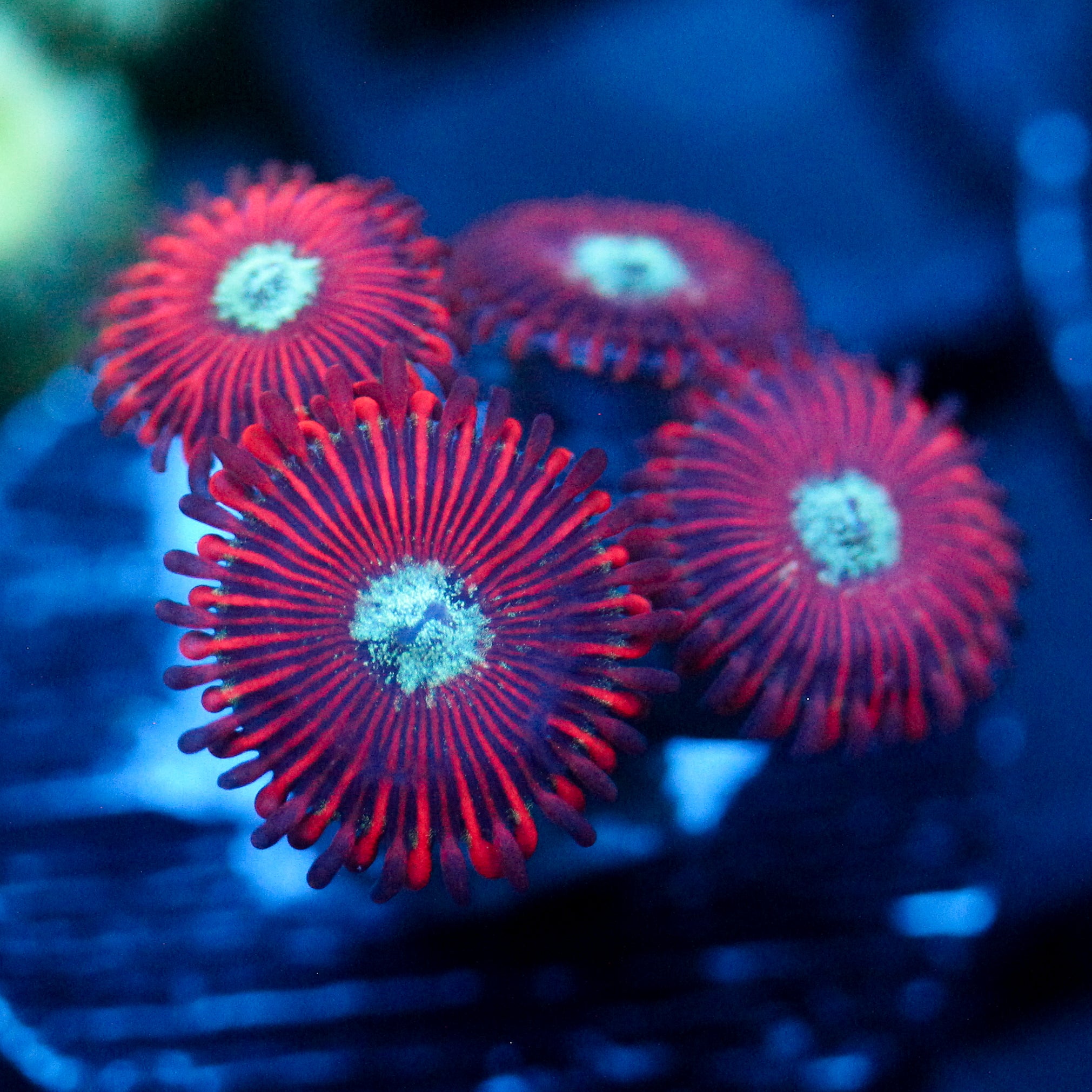 JC Magician's Zoanthid