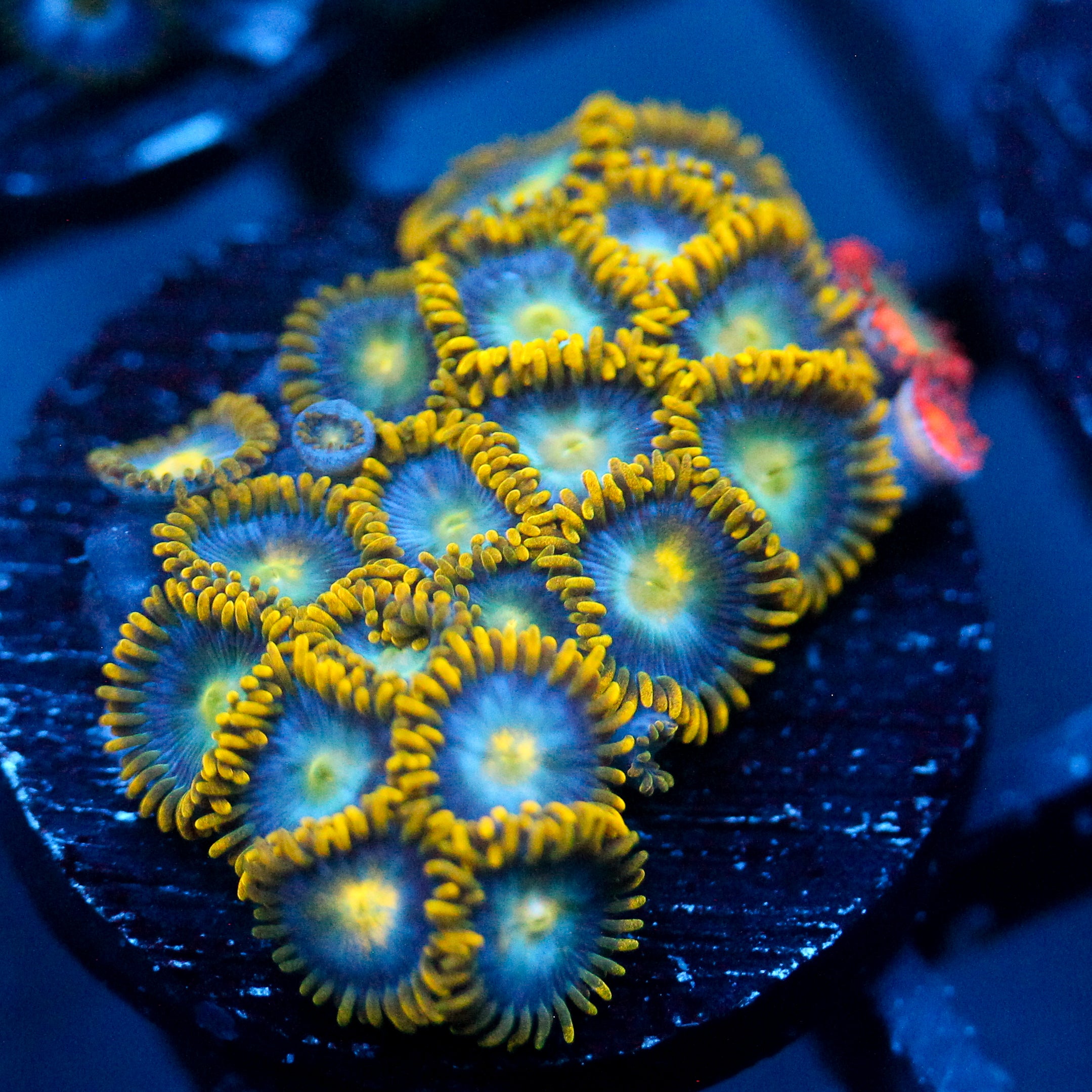 JC Saturn Zoanthid mix