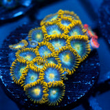 JC Saturn Zoanthid mix