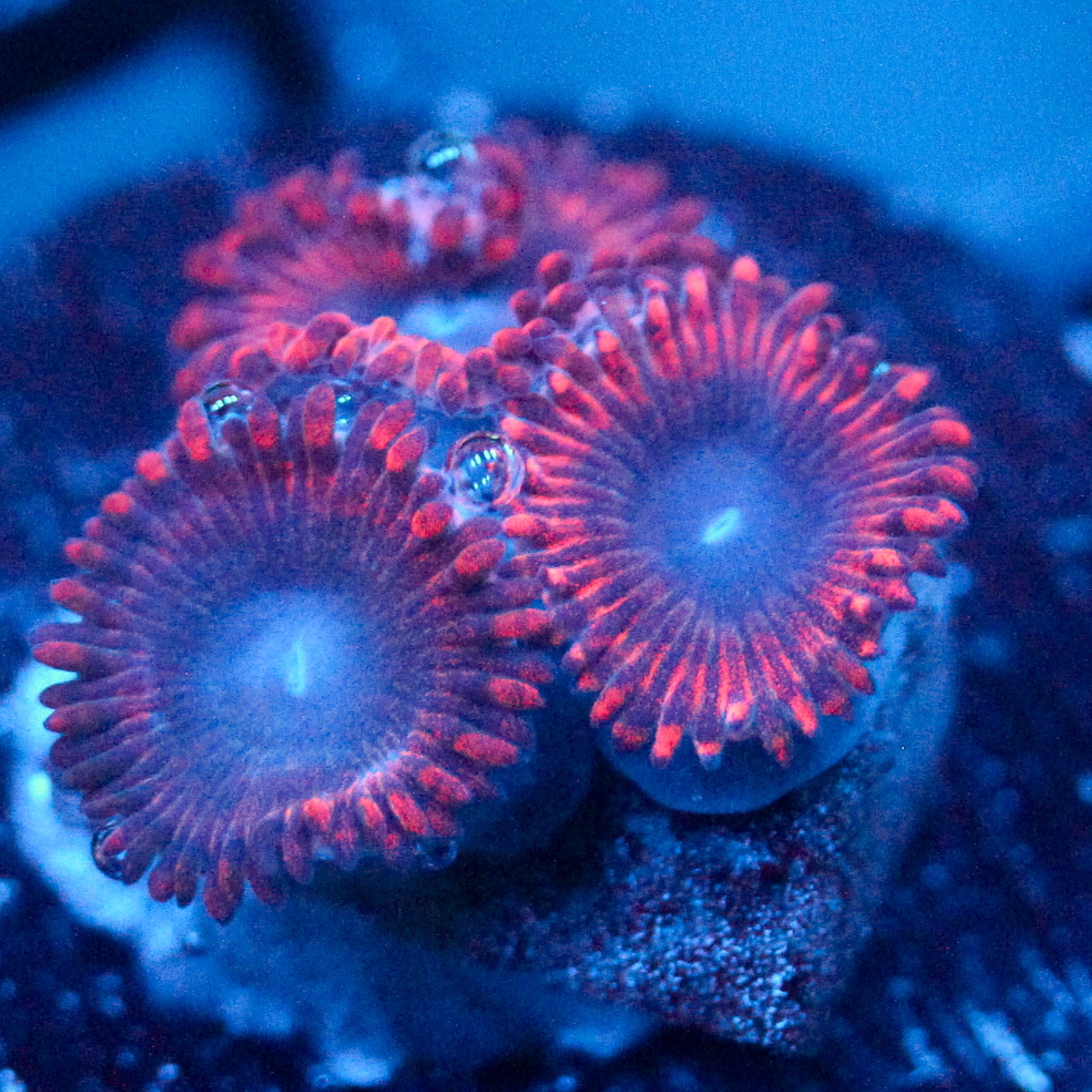 JC Typhloshion Zoanthid