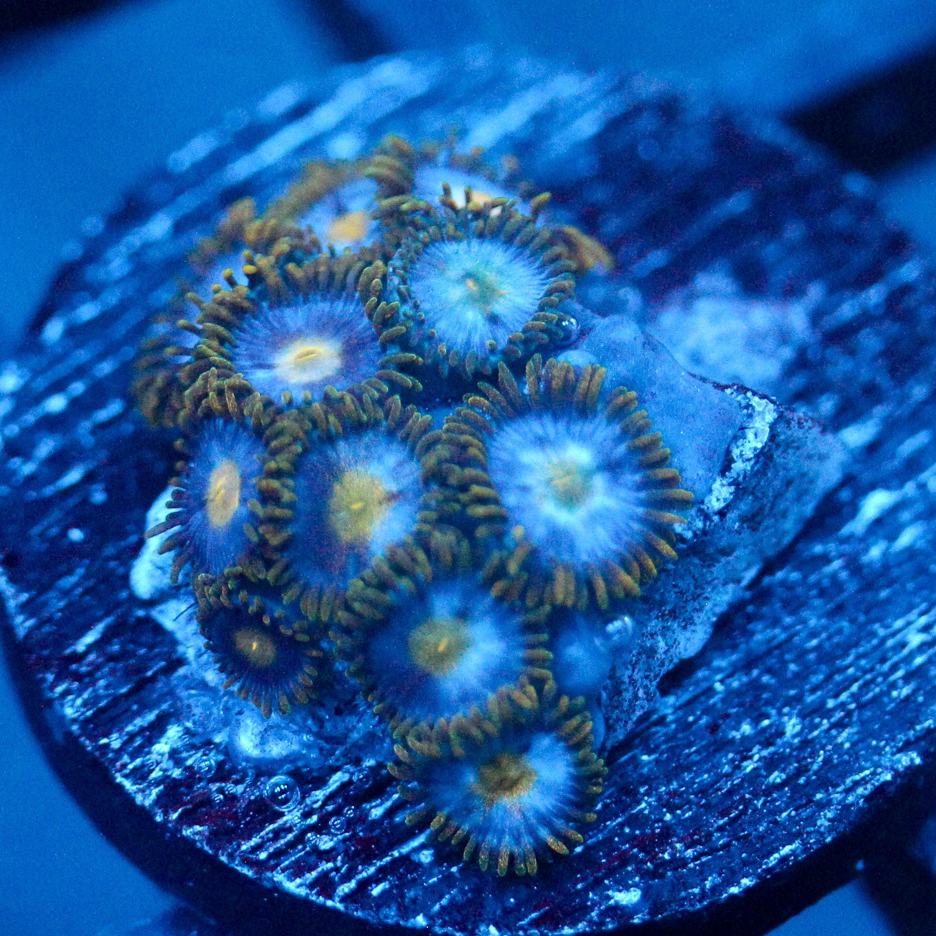 JC Blue Beast Zoanthid