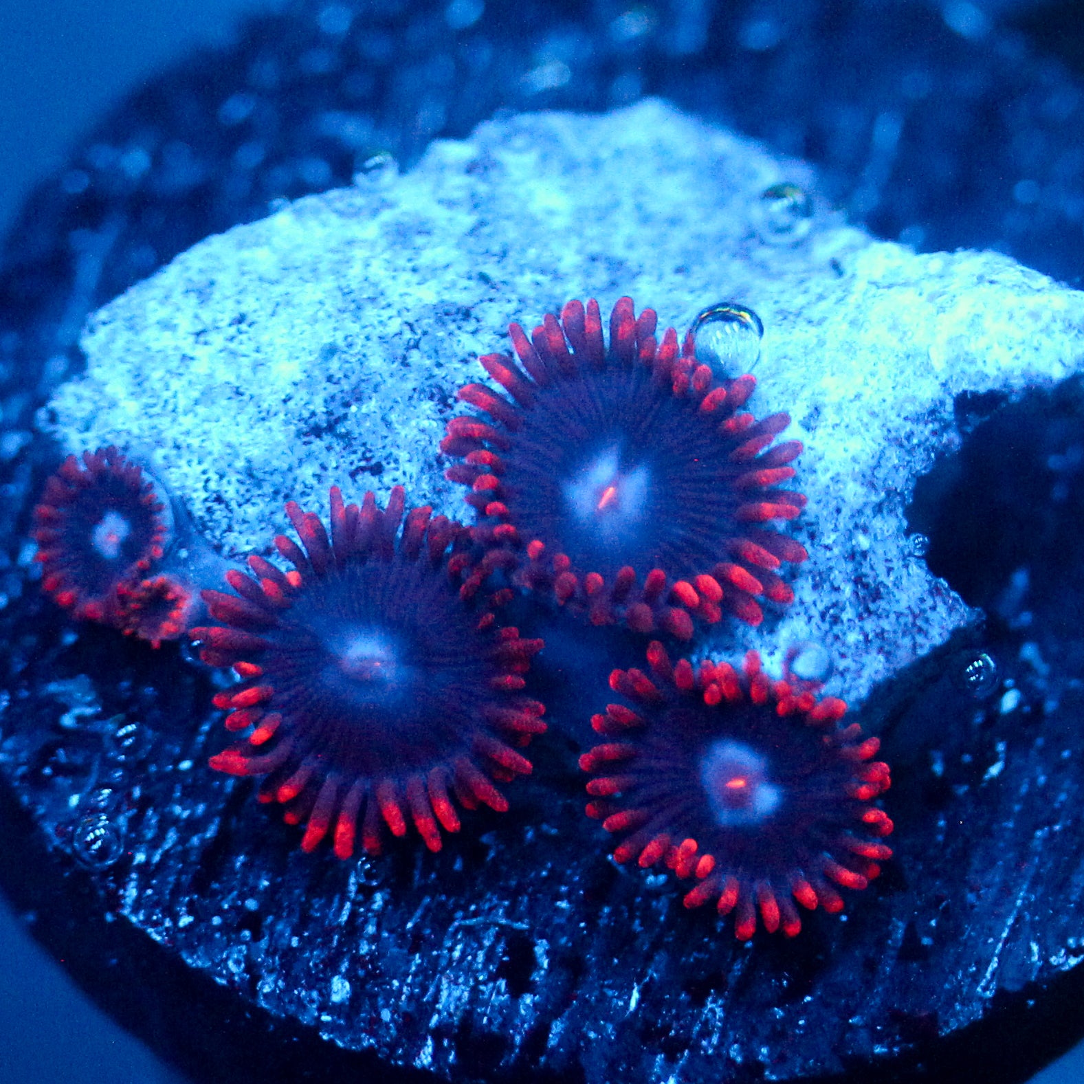 JC Edge of Reality Zoanthid