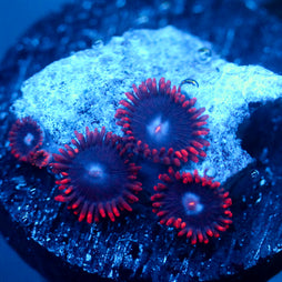 JC Edge of Reality Zoanthid