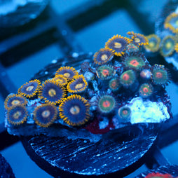 JC Zoa Garden Seed