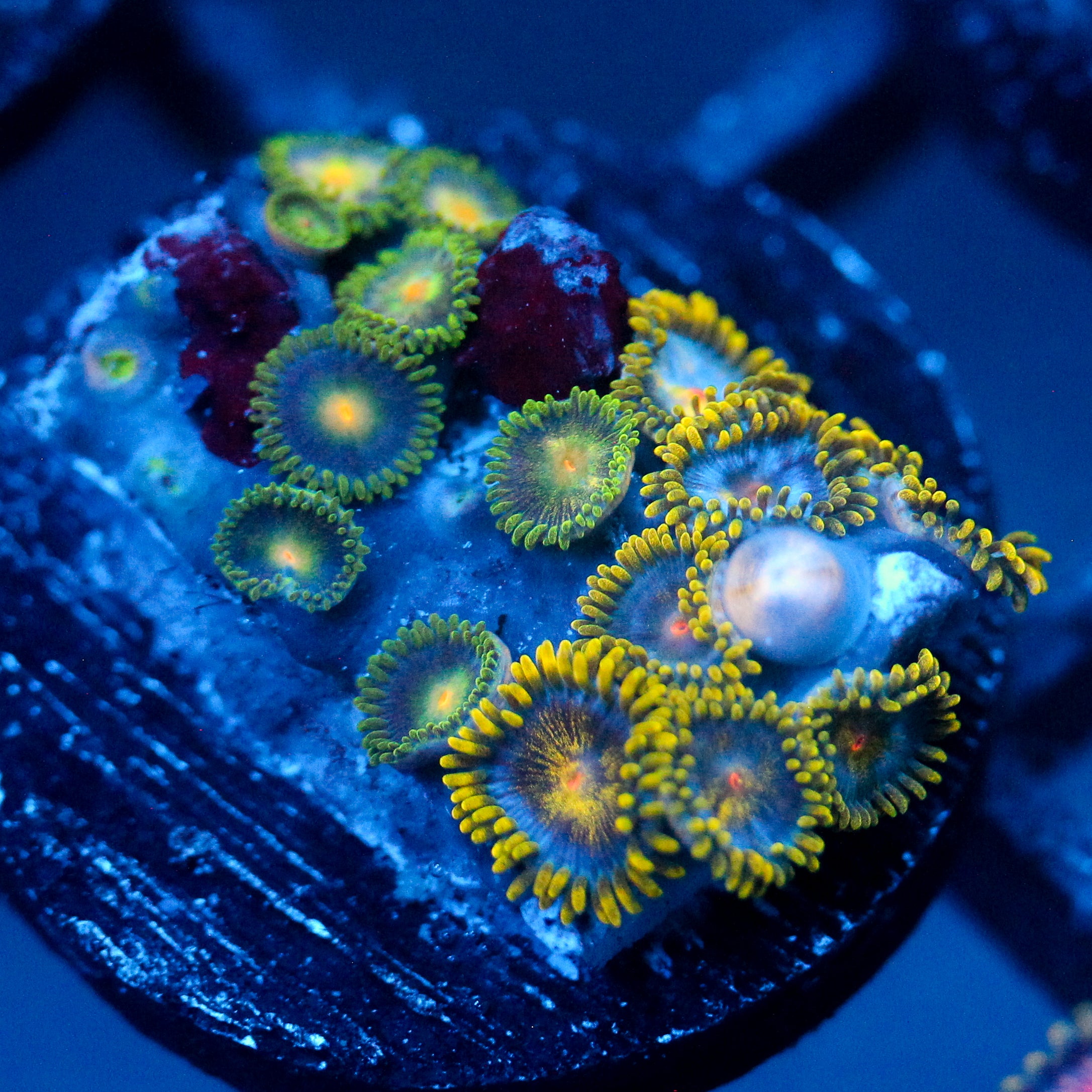 JC Crawler Zoanthid Mix