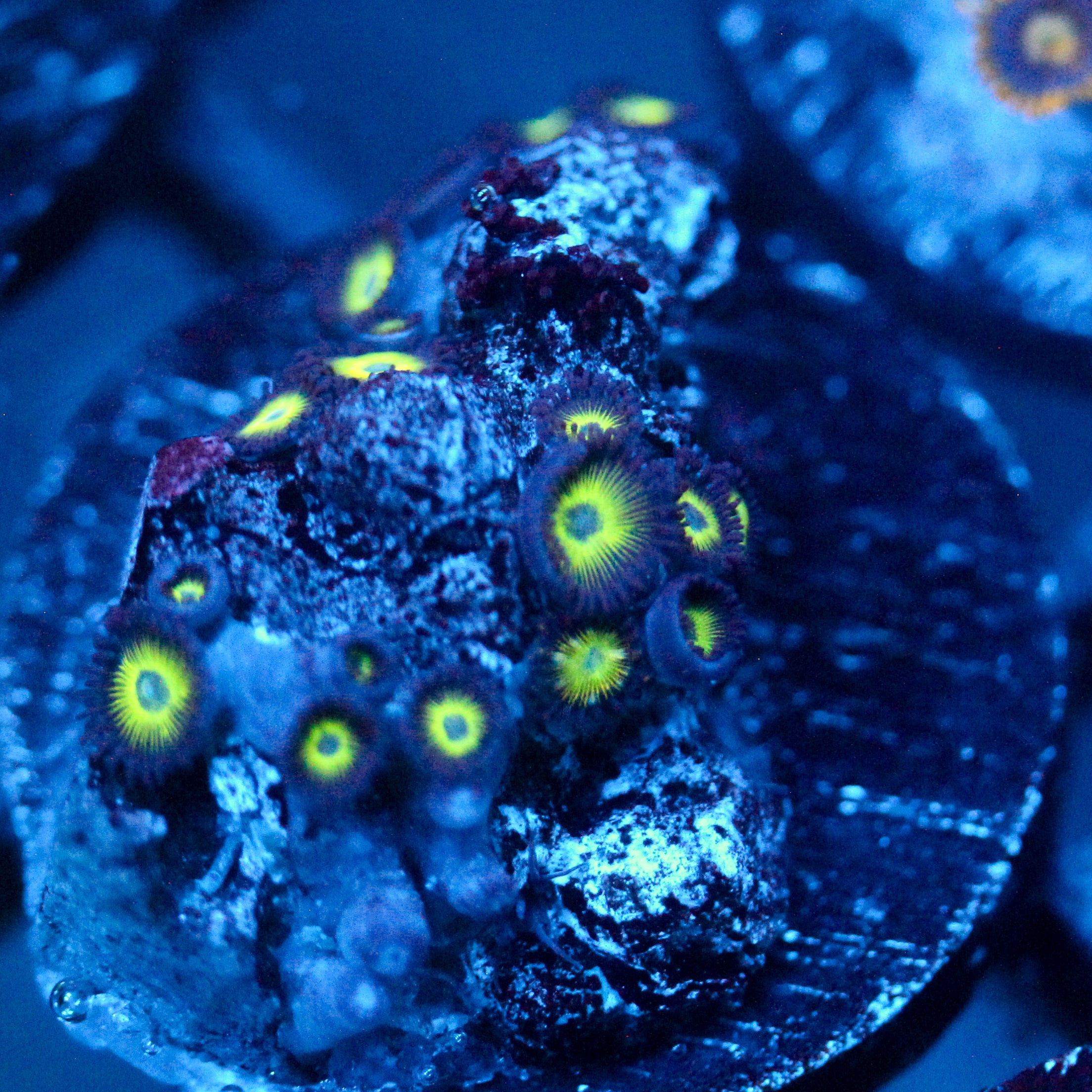 JC Sinister Greens Zoanthid