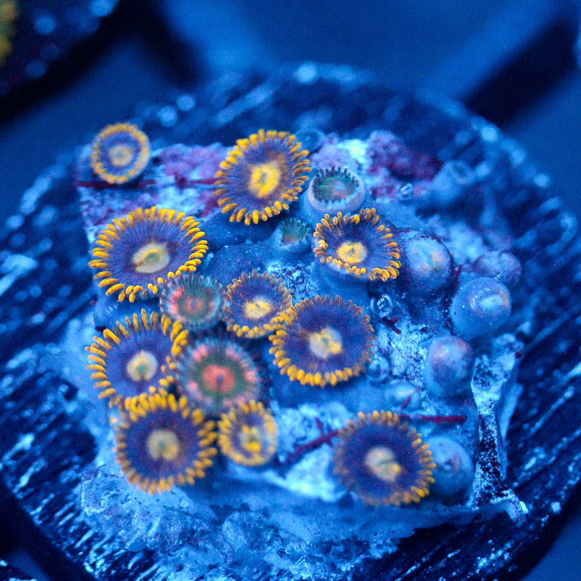 JC Gold Gobbler Zoanthid