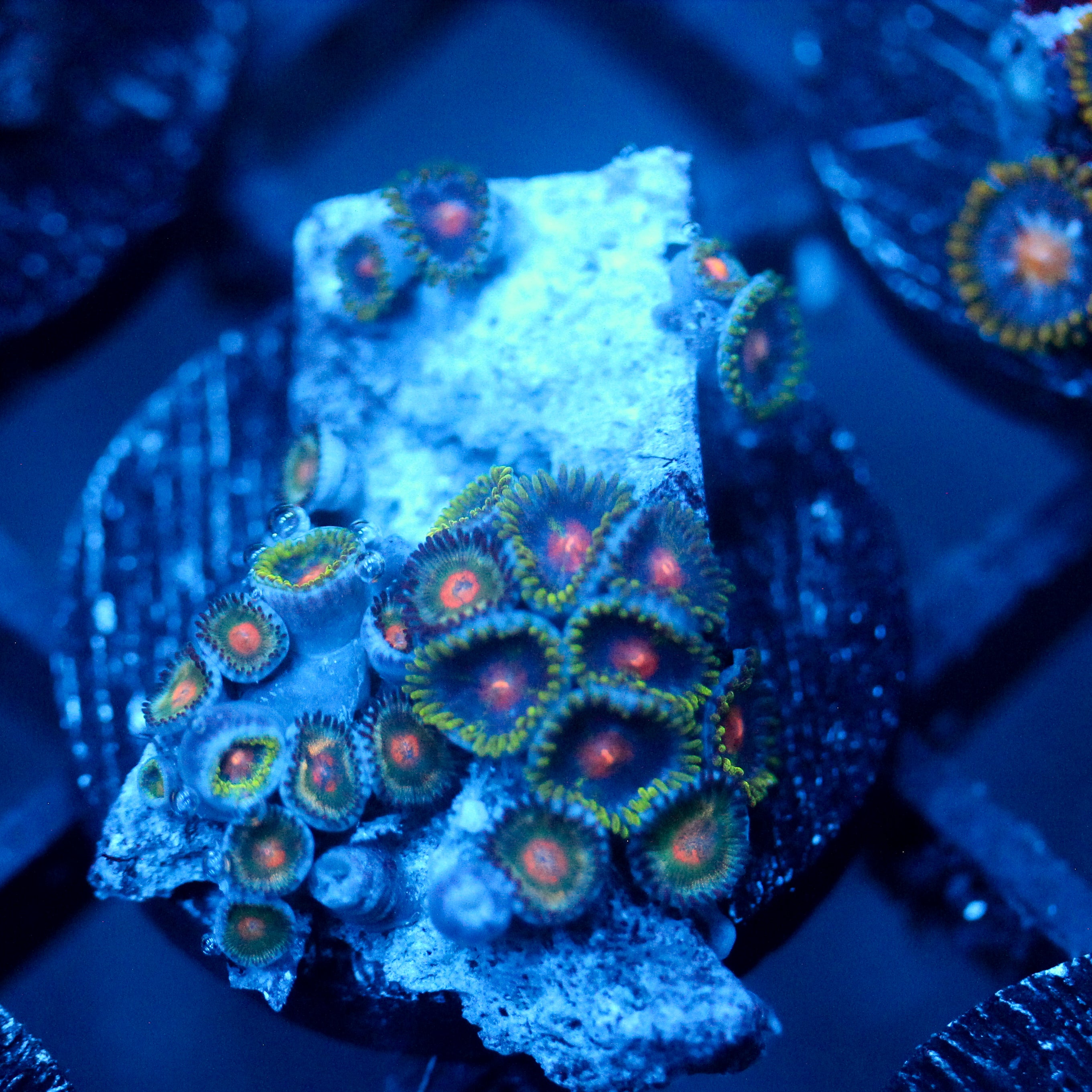 JC Crawler Zoanthid
