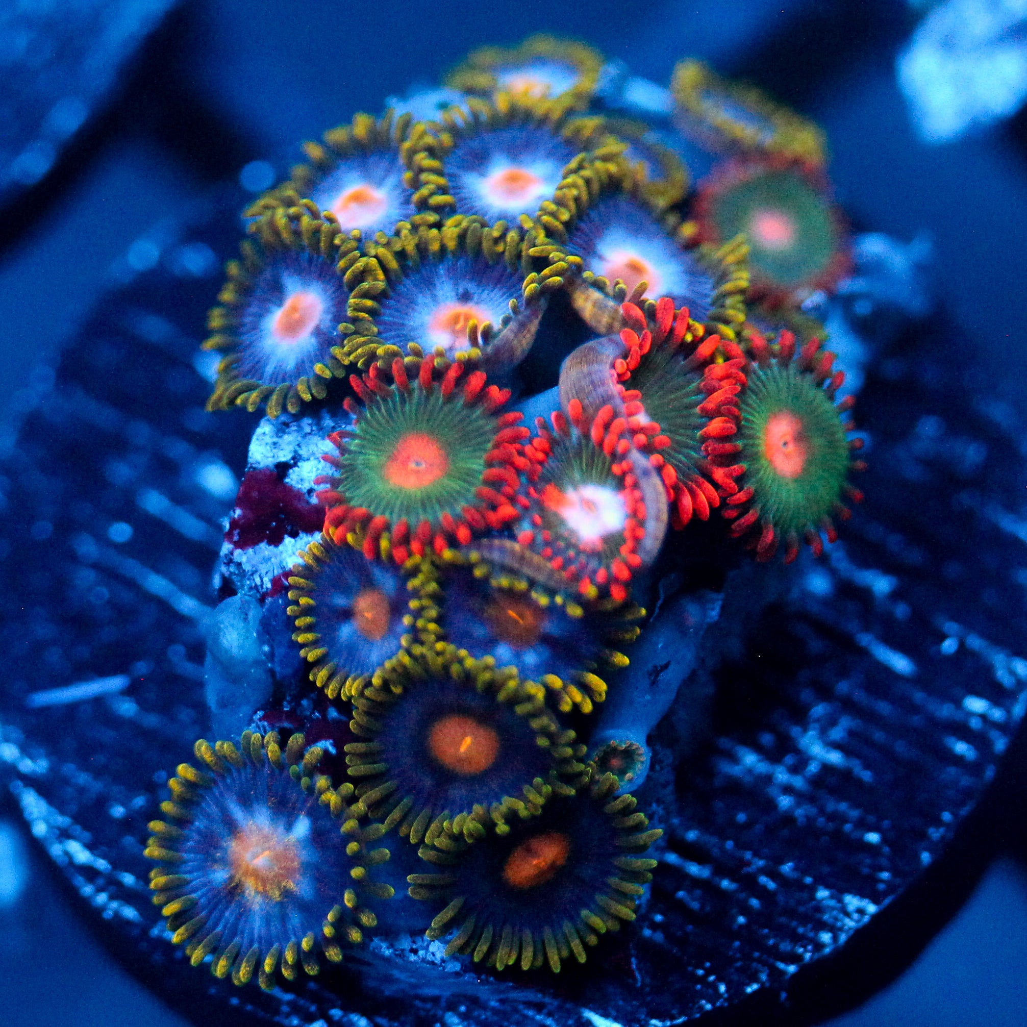 JC Zoa Garden Seed