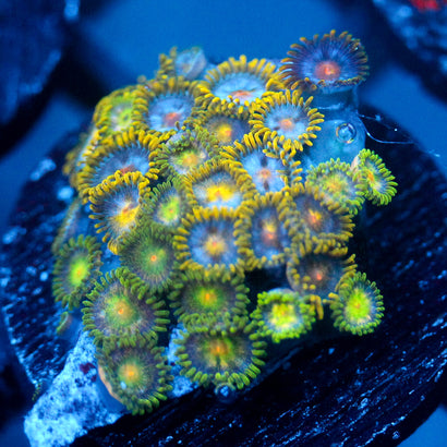 JC Saturn Zoanthid mix