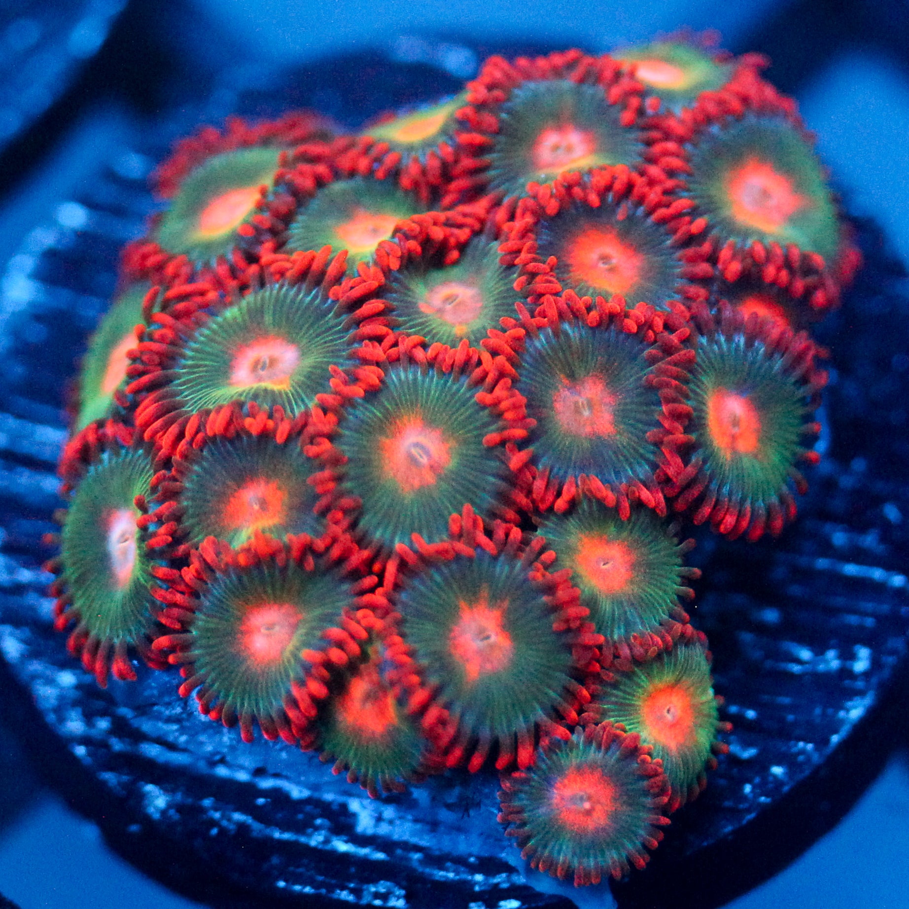 JC Gatorade Zoanthids