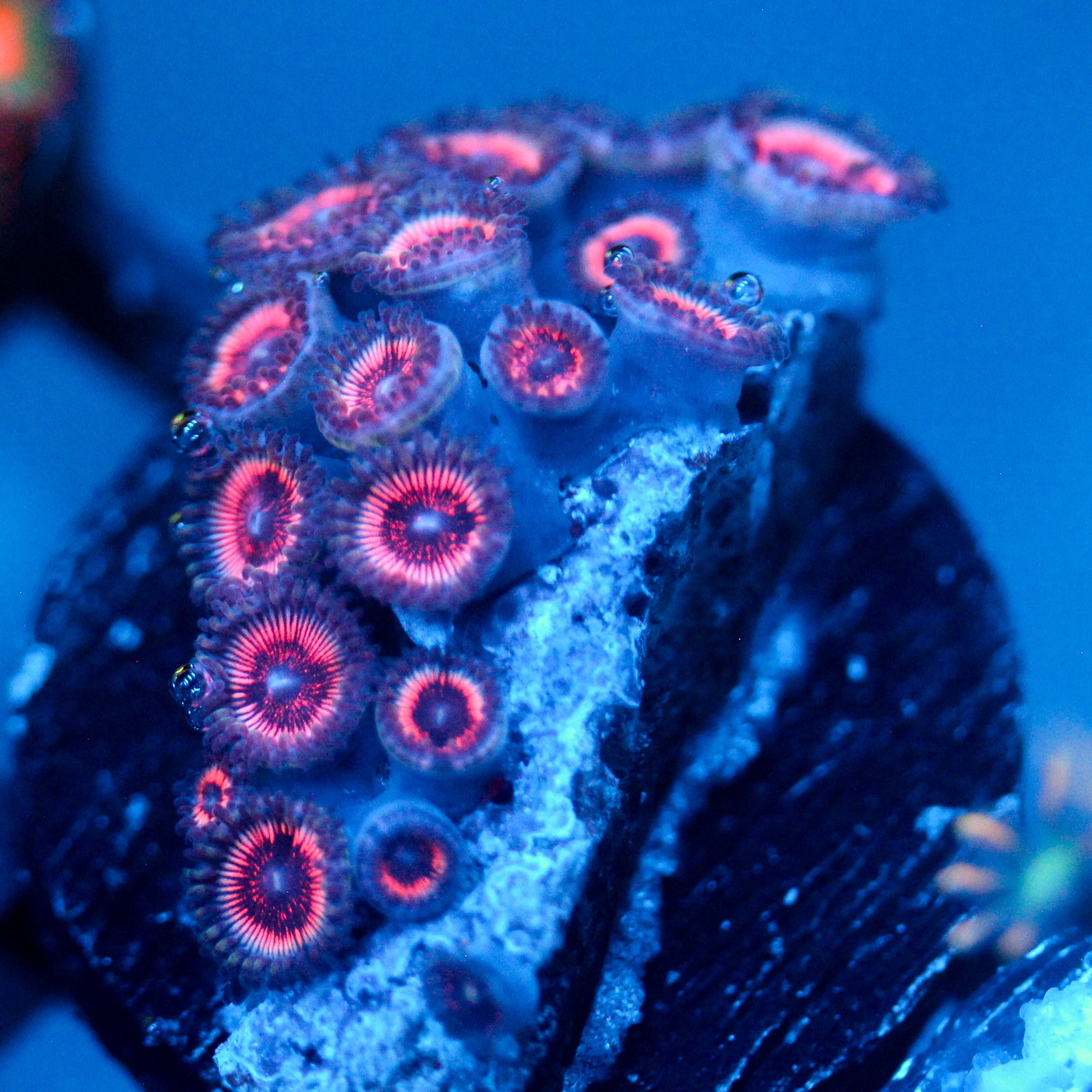 JC Pink Insanity Zoanthid