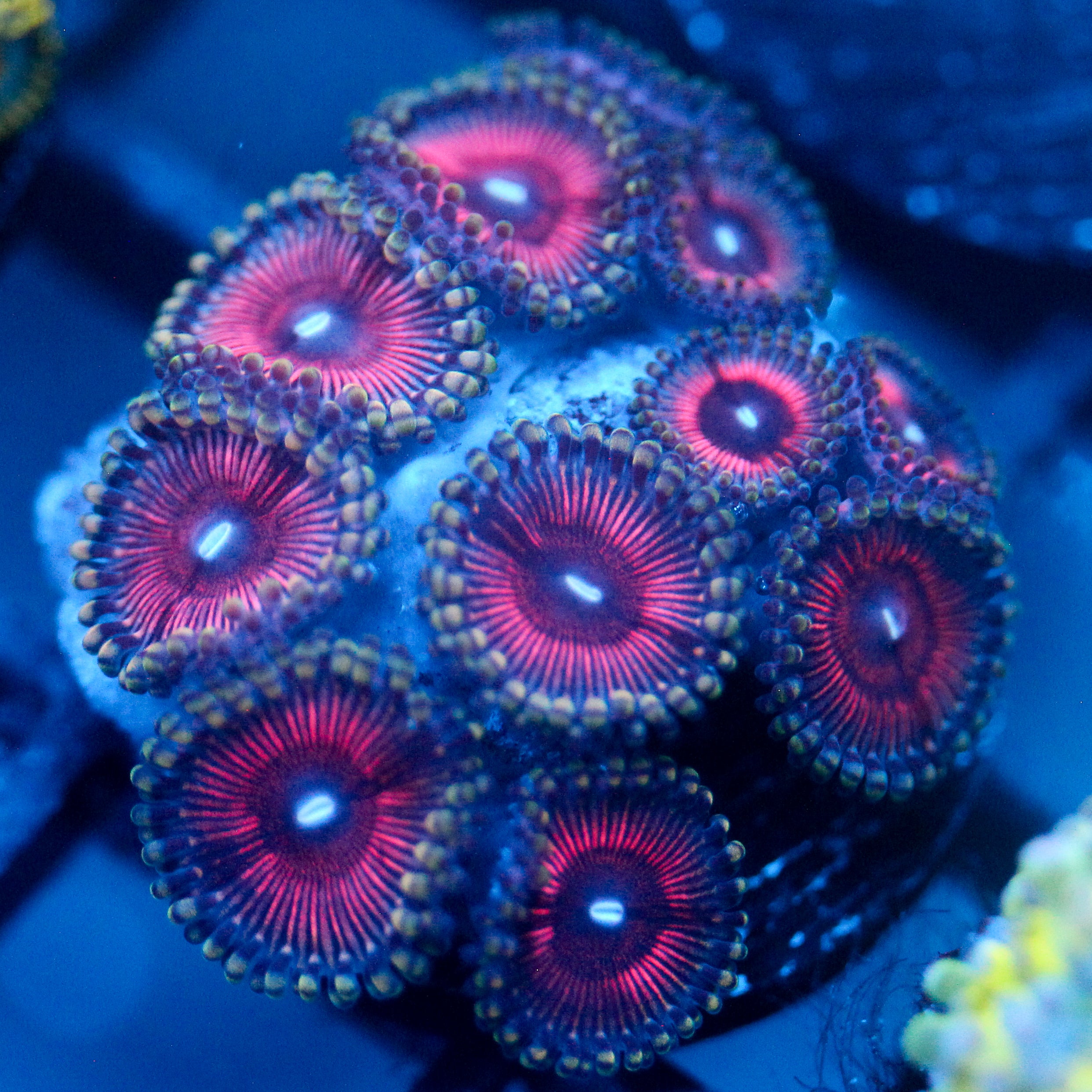 JC Terrorizer Zoanthid