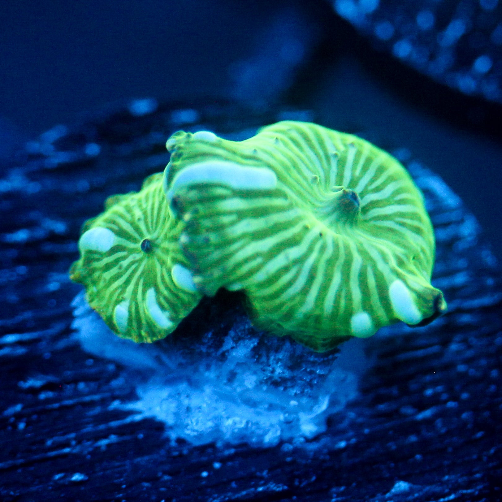 JC Blue Streak Watermelon Rind Discosoma