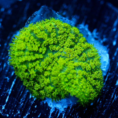 JC Neon Green Rhodactis