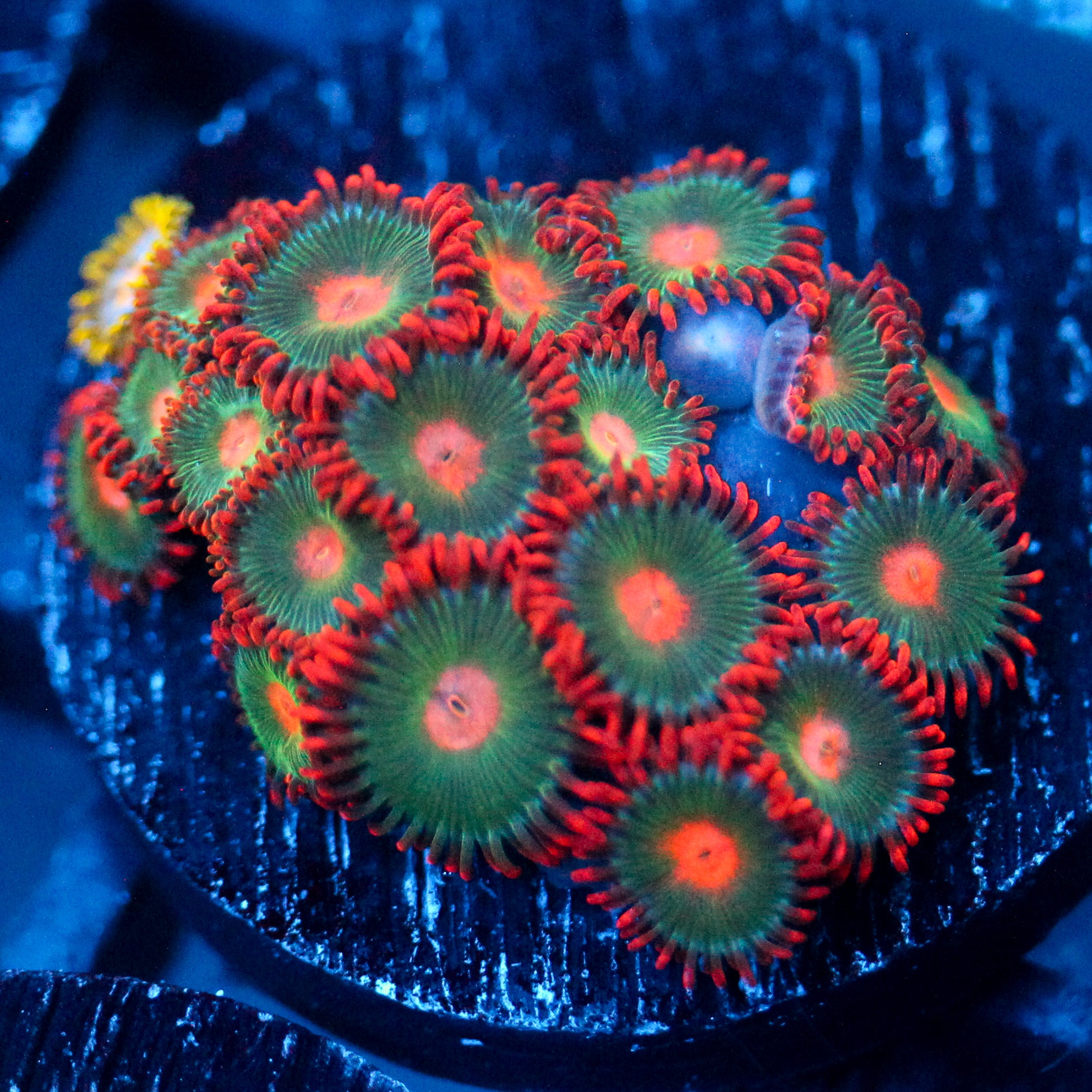 JC Gatorade Zoanthids