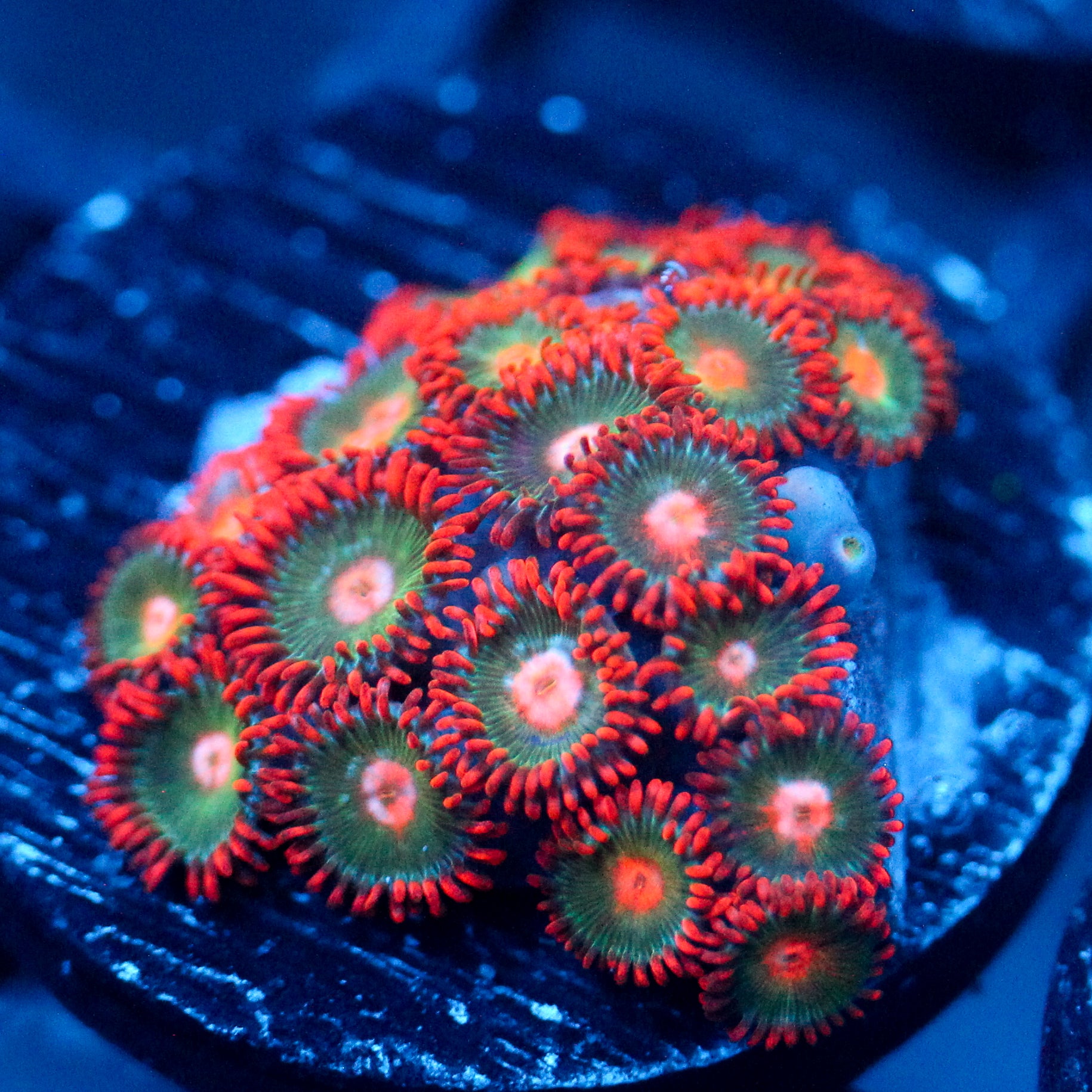 JC Gatorade Zoanthids Mix