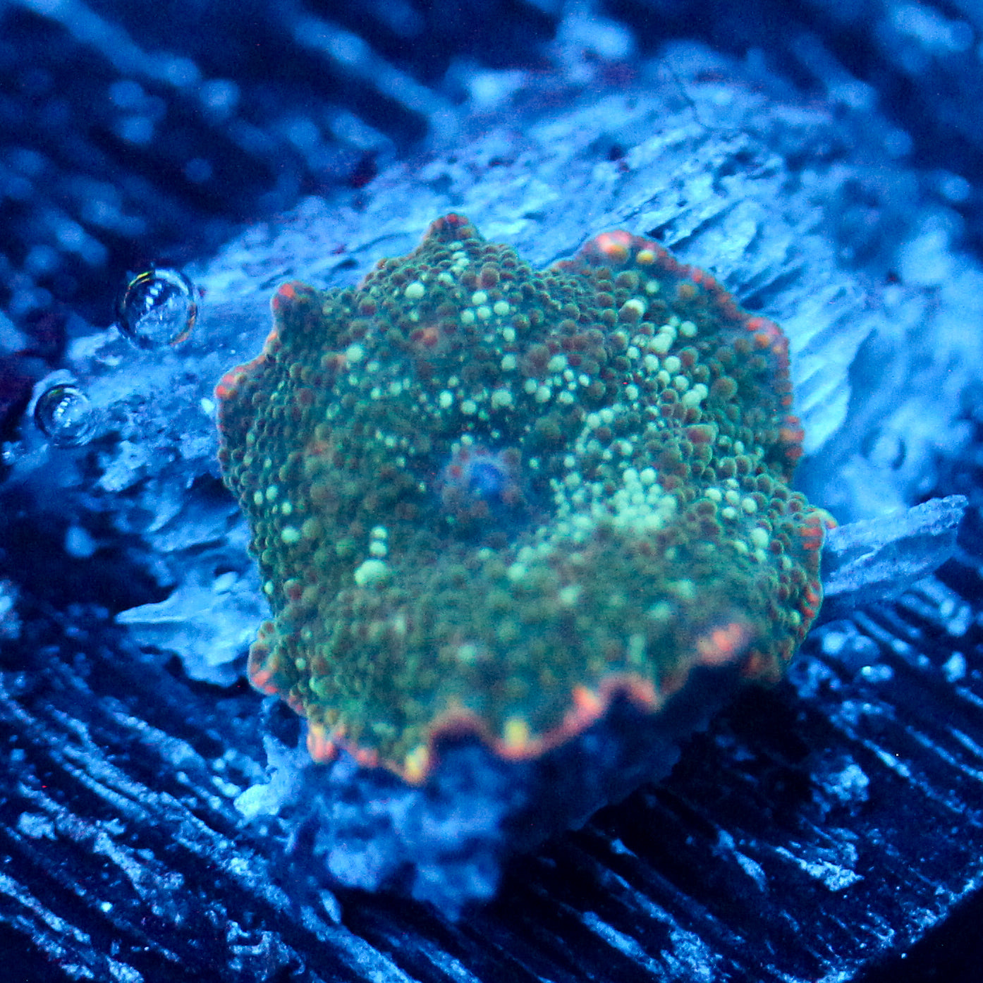 JC Stella Blue Discosoma