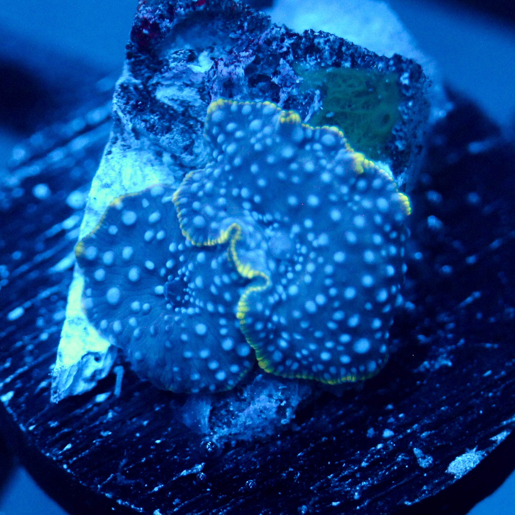 JC Blue on Blue Discosoma