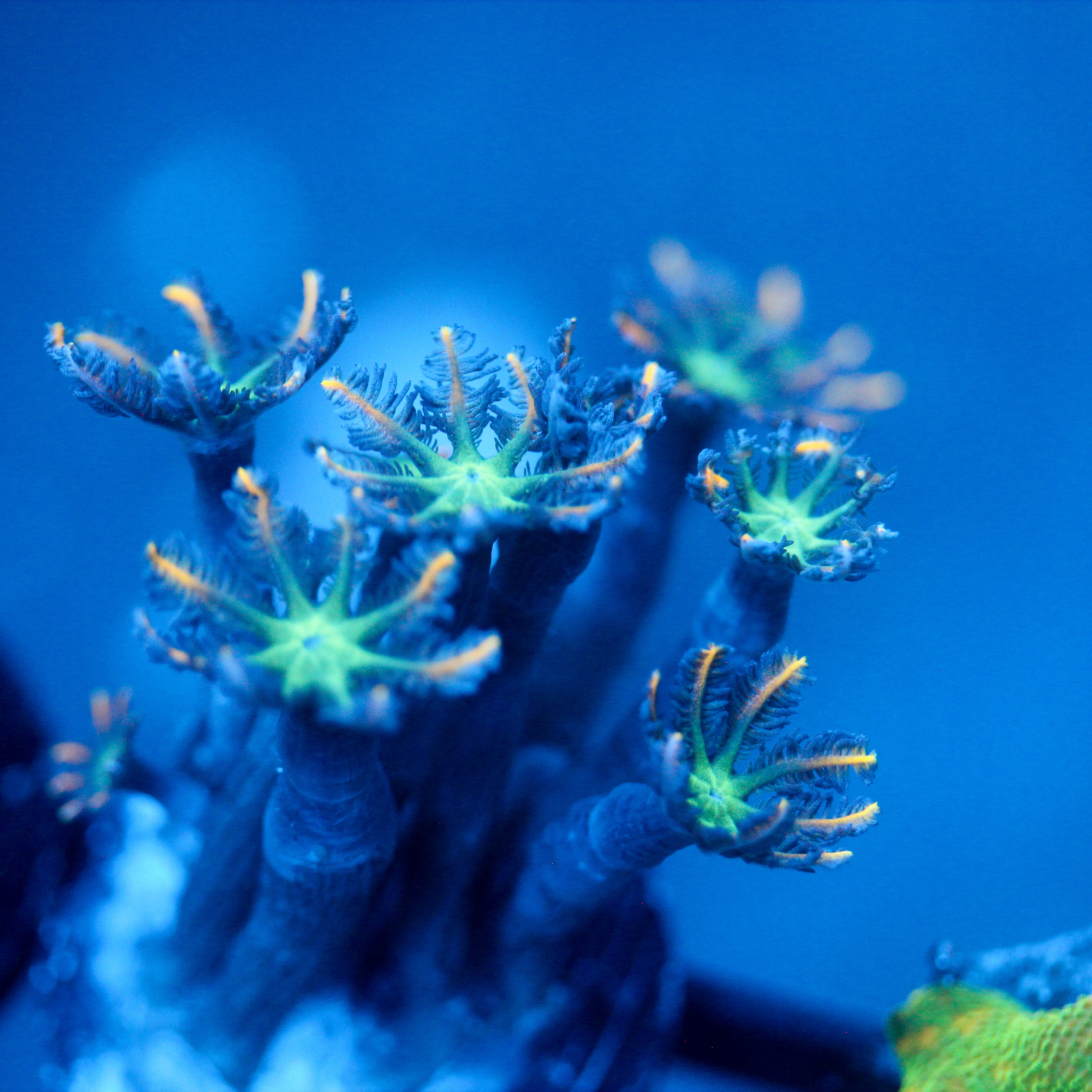 JC Orange Tip Clove Polyp