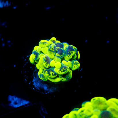 JC Ultra Splatter Hammer