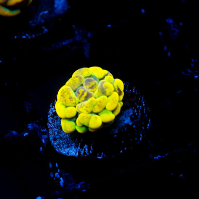 JC Yellow Splatter Hammer