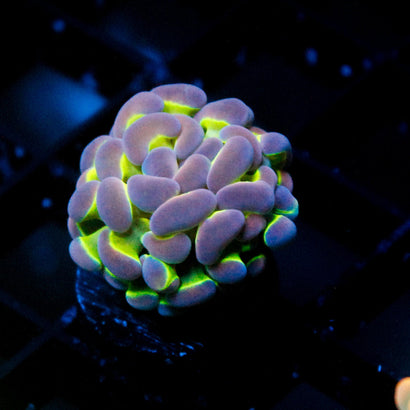 JC Ultra Hologram Hammer